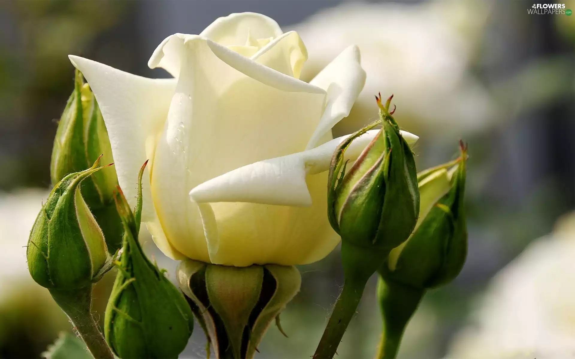 donuts, White, rose