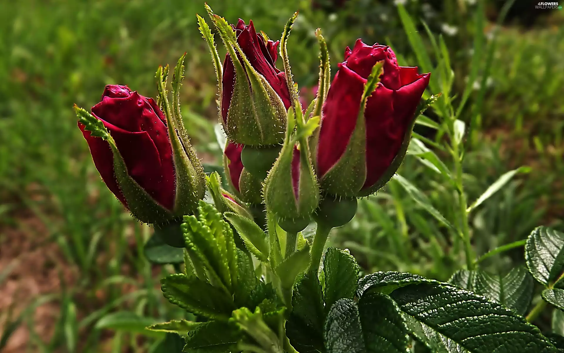 donuts, Red, roses