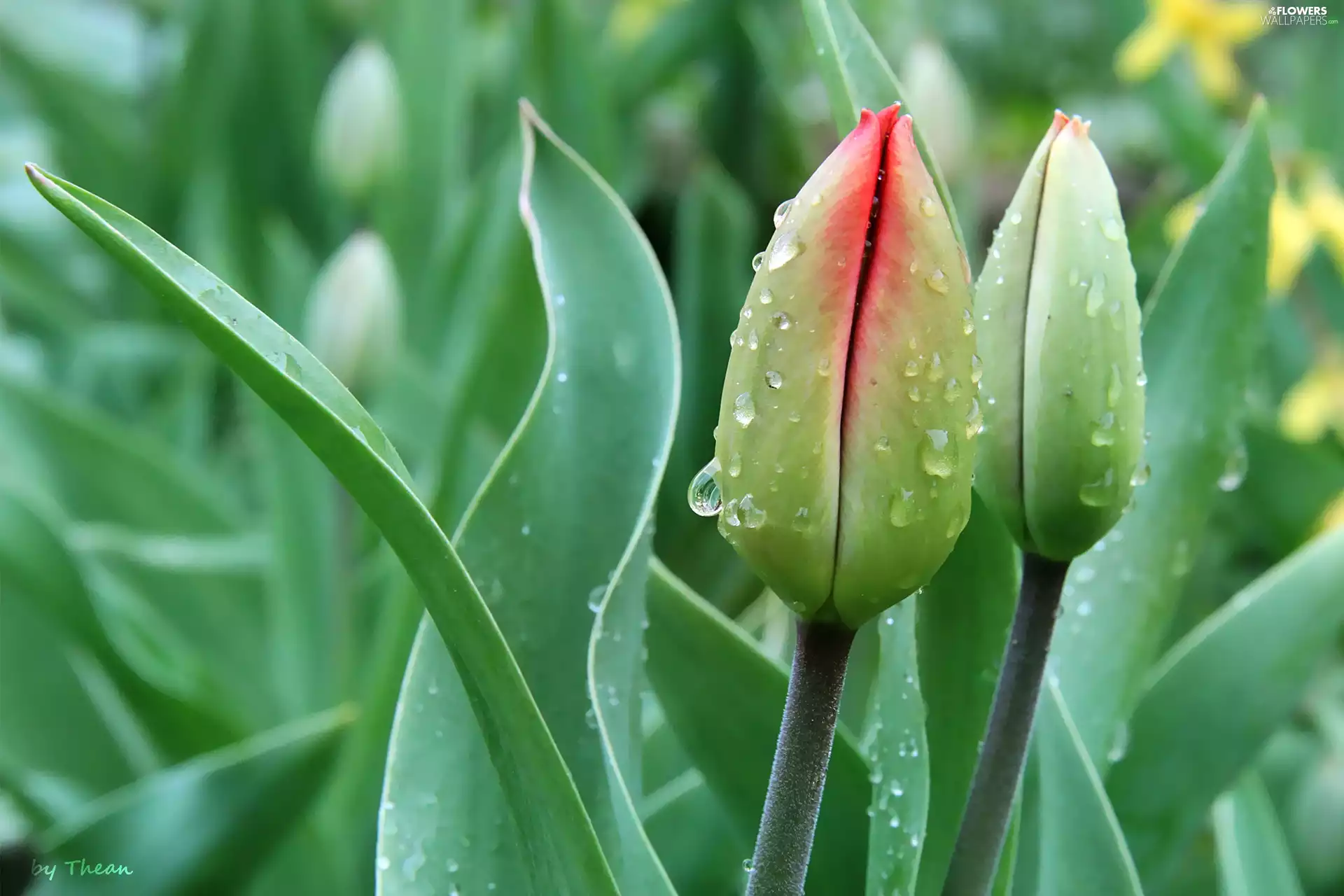 Tulips, donuts