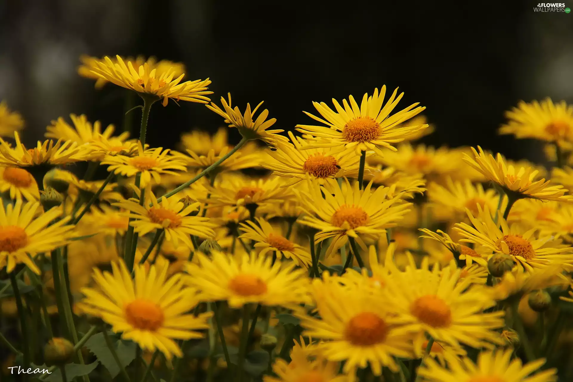Doronicum, Yellow, Flowers