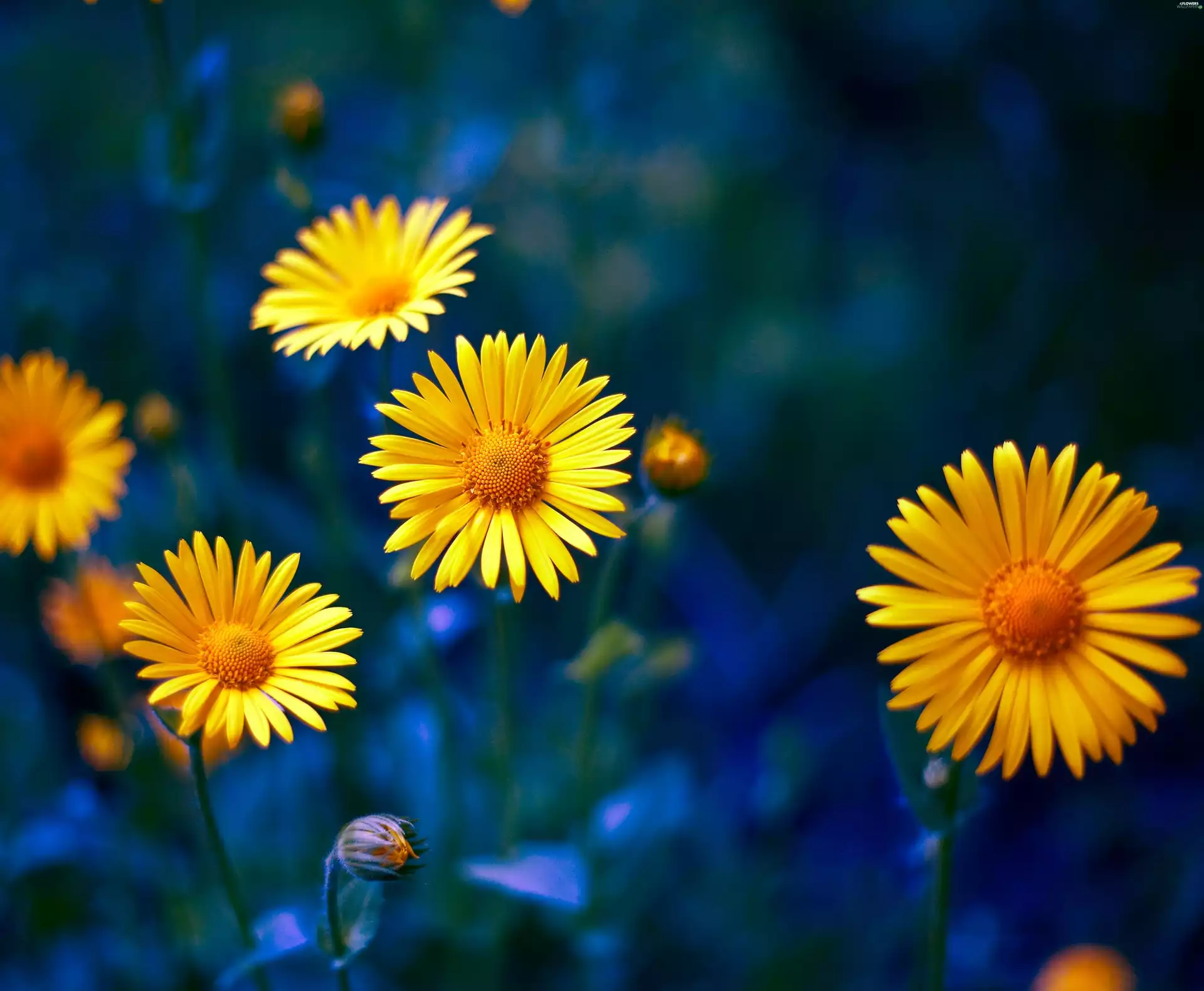 Doronicum, Yellow, Flowers