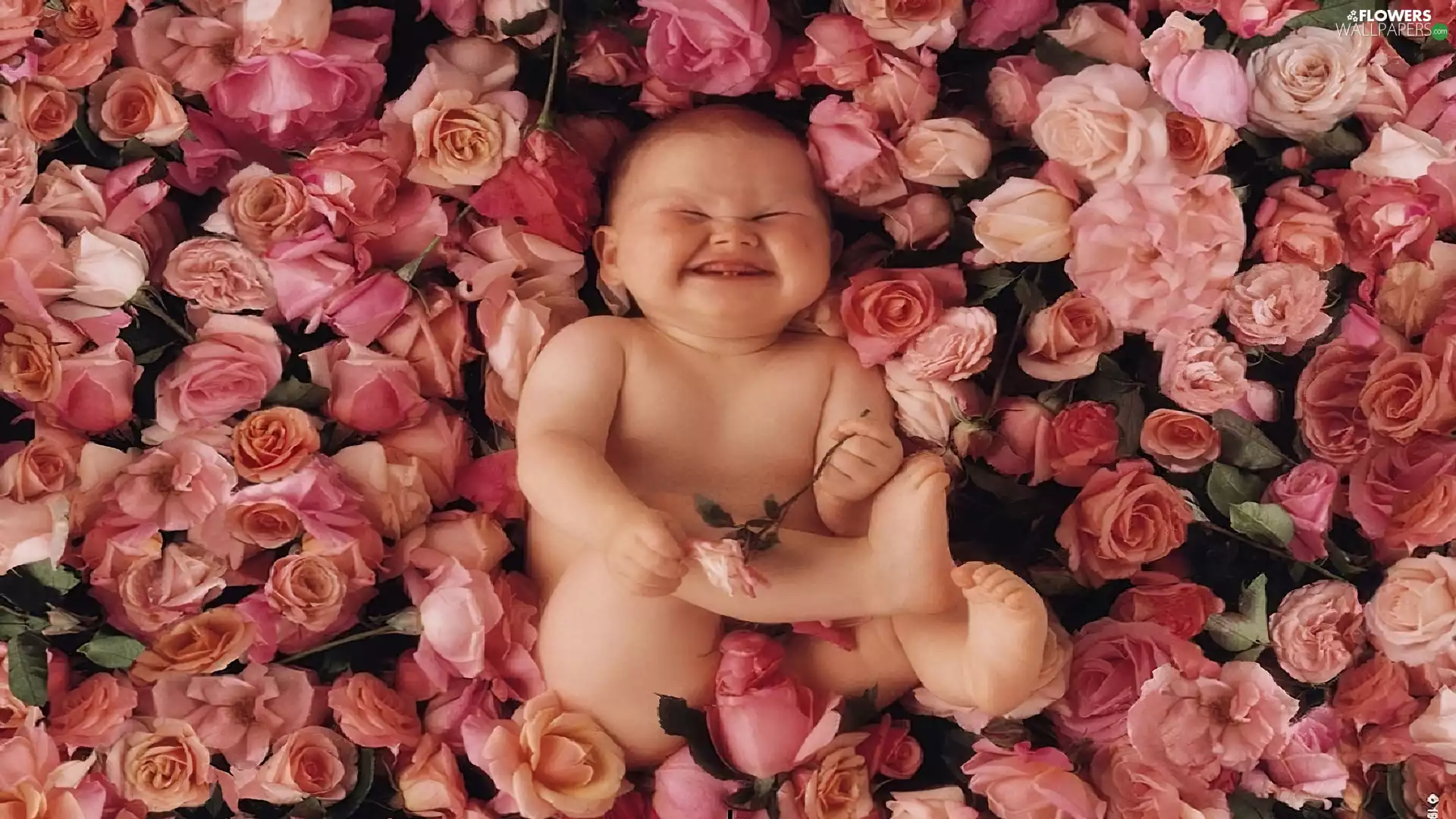 roses, small, little dot