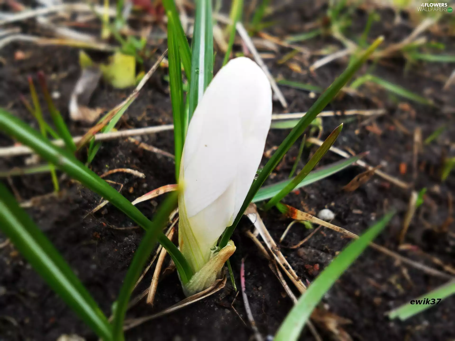 doughnut, White, crocus