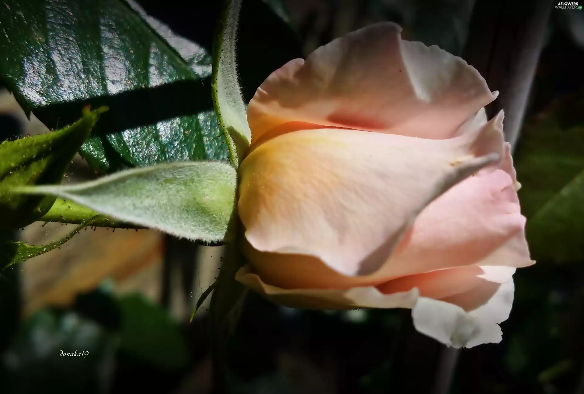 doughnut, Pink, rose