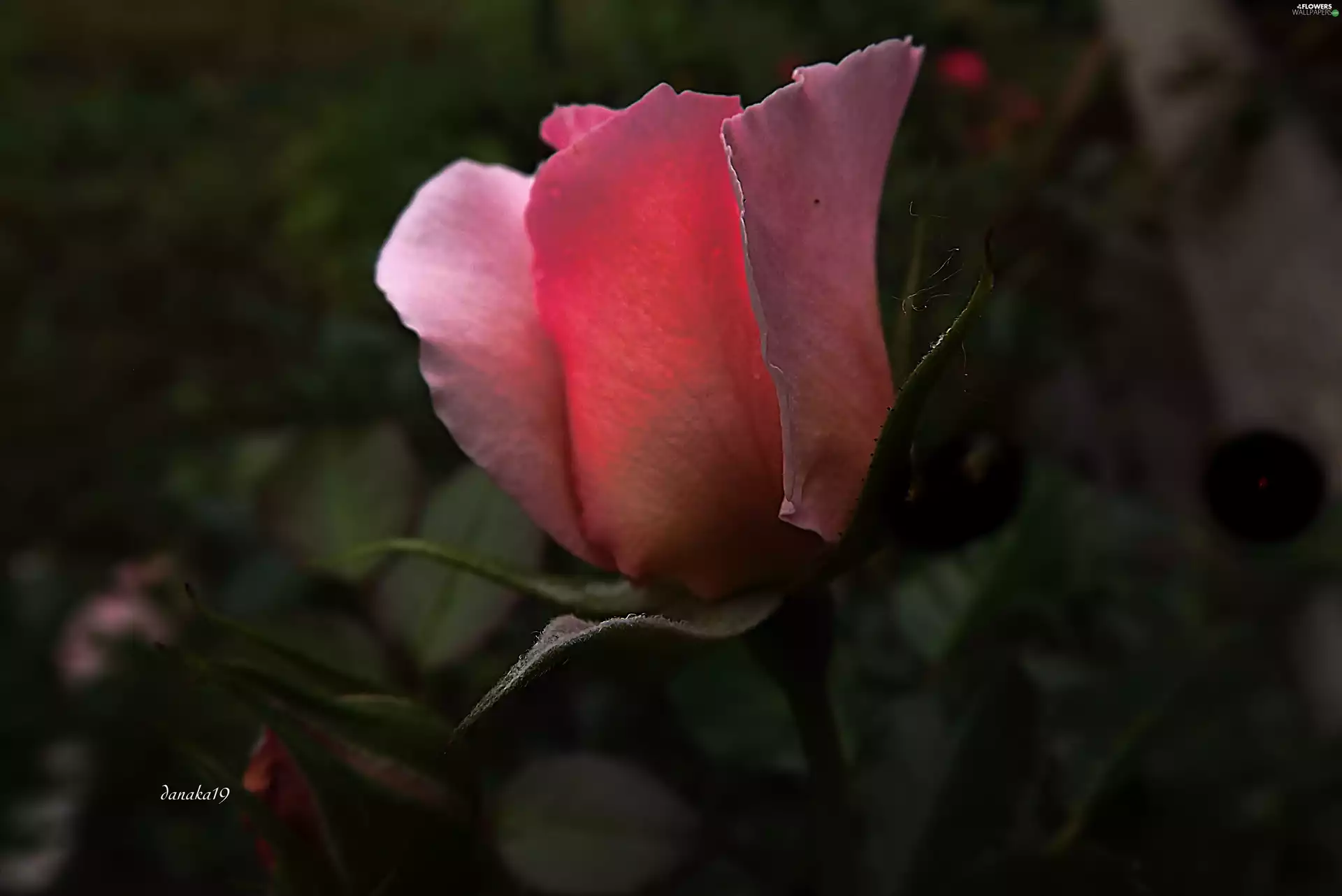 doughnut, Pink, rose