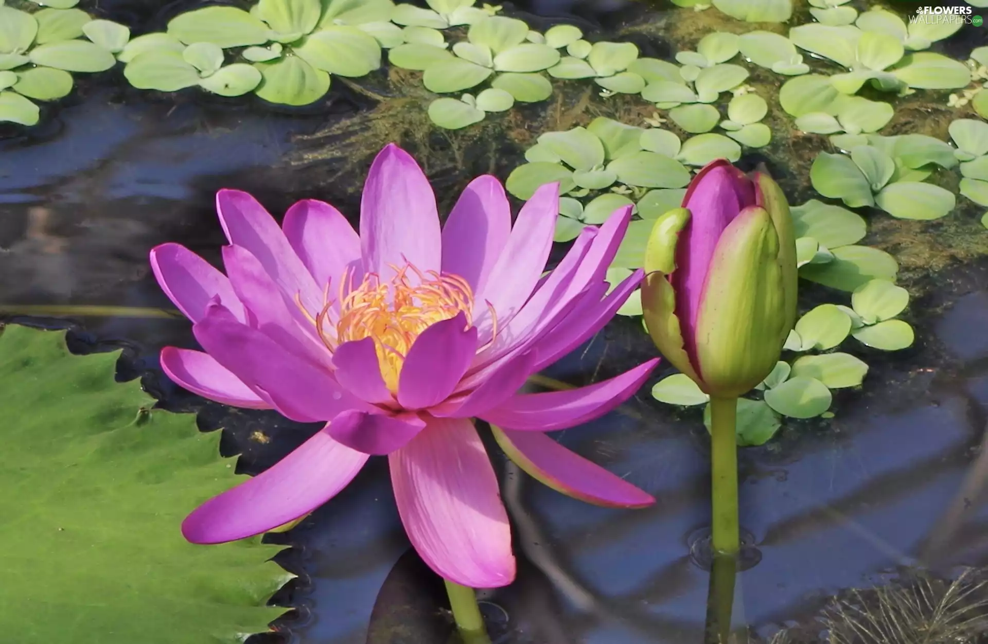 doughnut, Lily, water