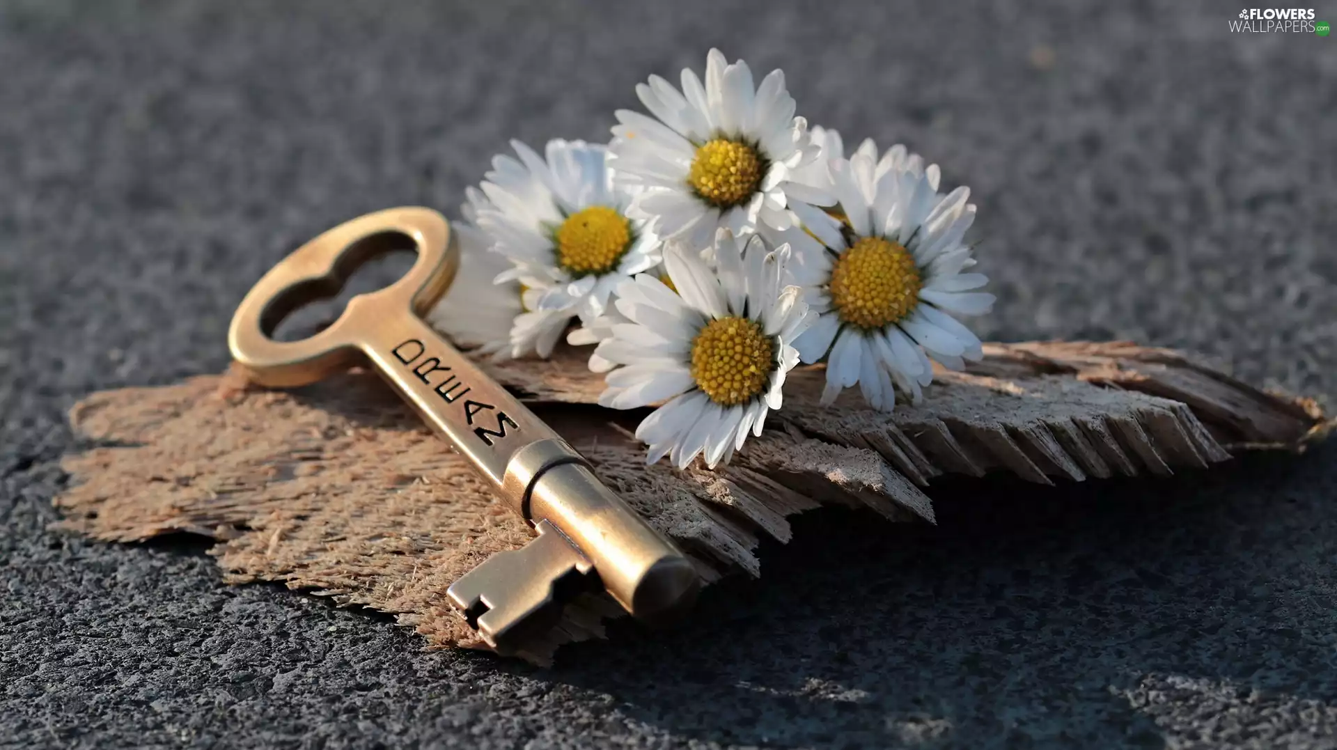 Dream, Dreams, Key, text, daisies