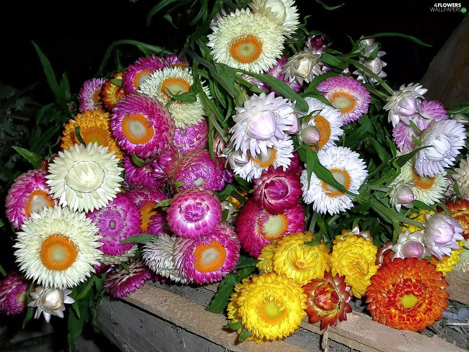 driers, Flowers, Autumn