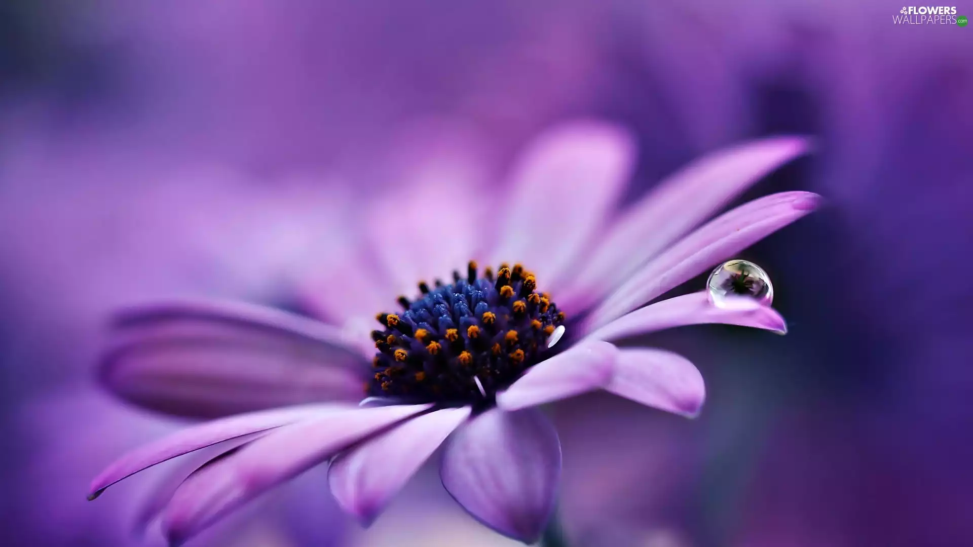 drop, Violet, Gerbera