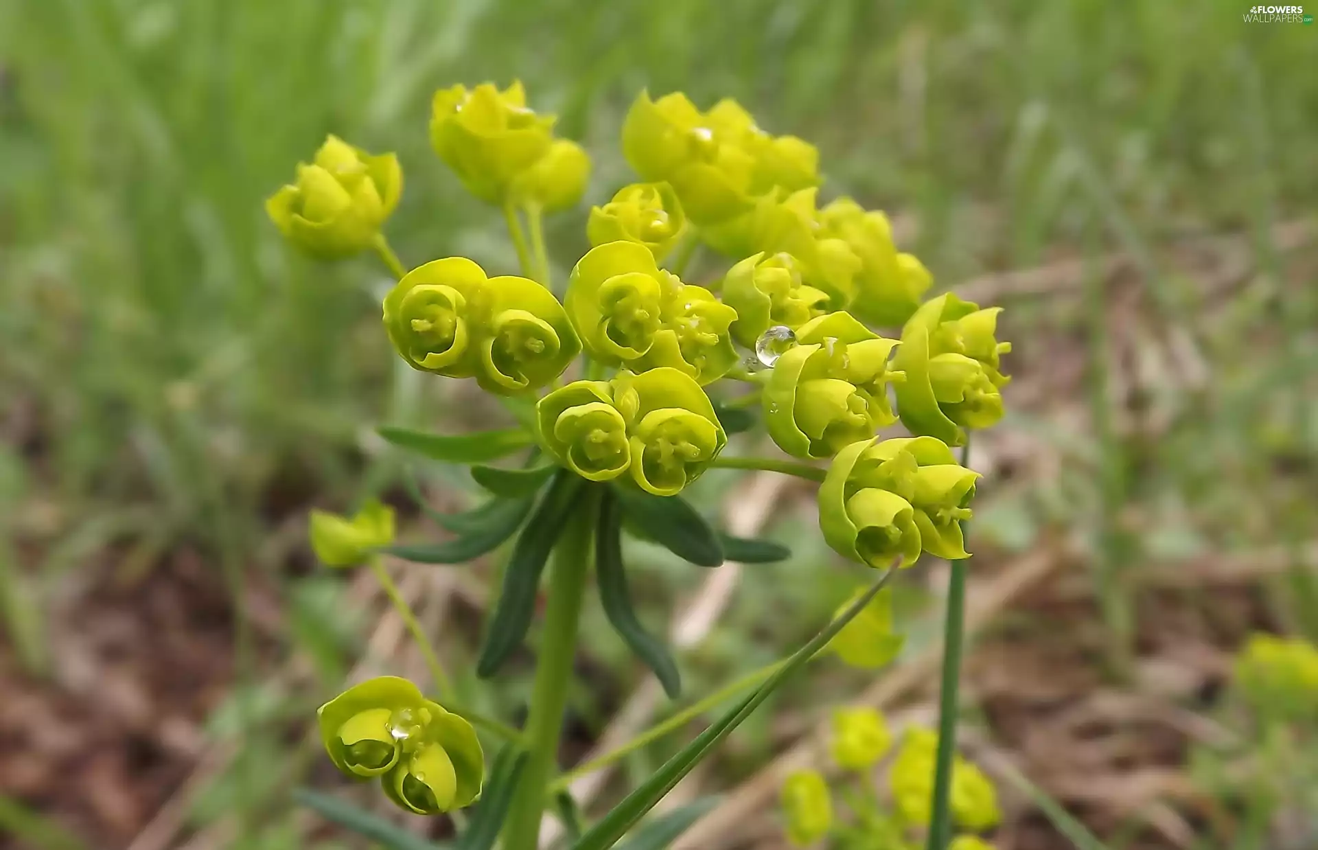 drop, flower, spurge