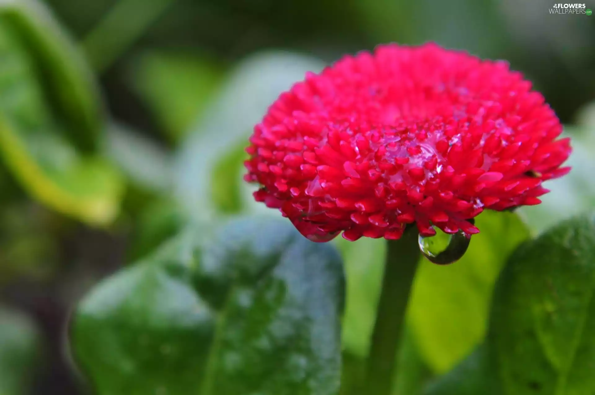Red, drop, water, Colourfull Flowers