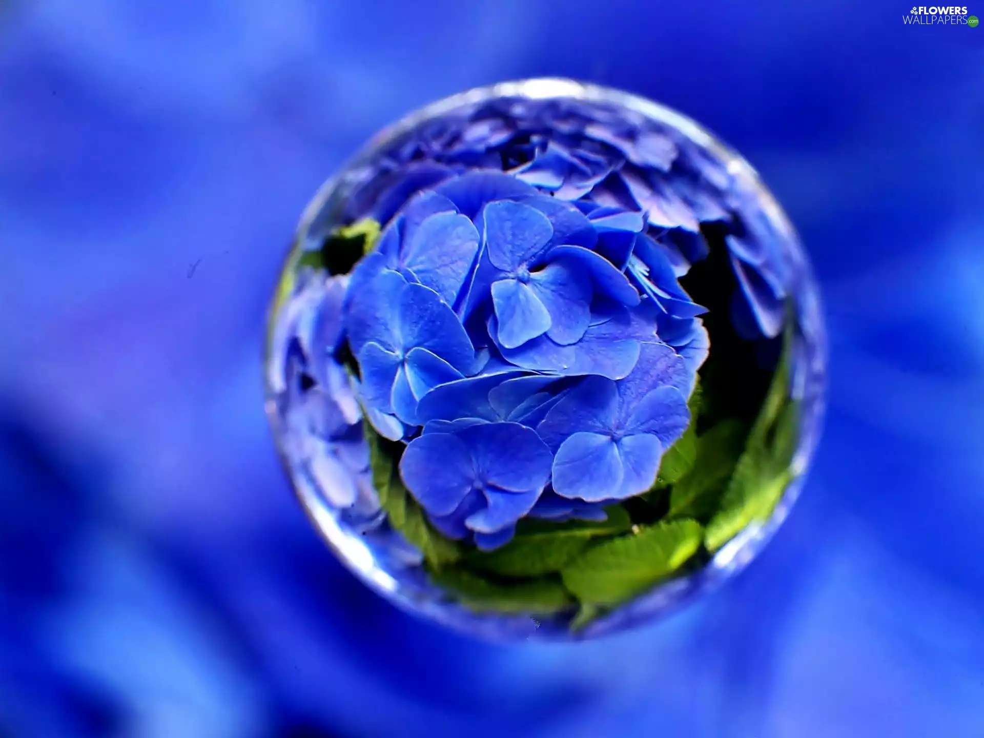 reflection, Vectorial, In Droplet, water, hydrangea