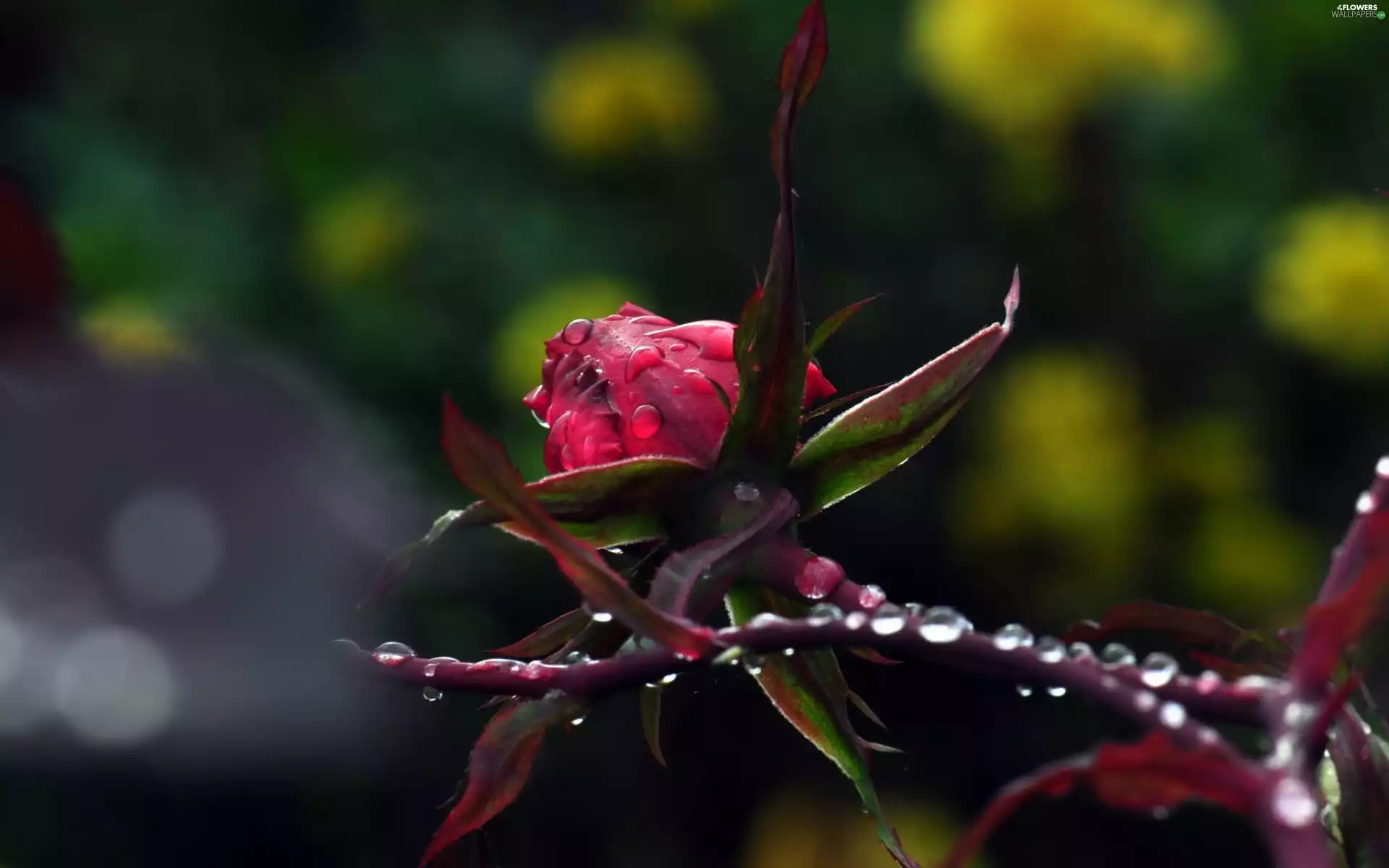 droplets, dew, rose, drops, bud