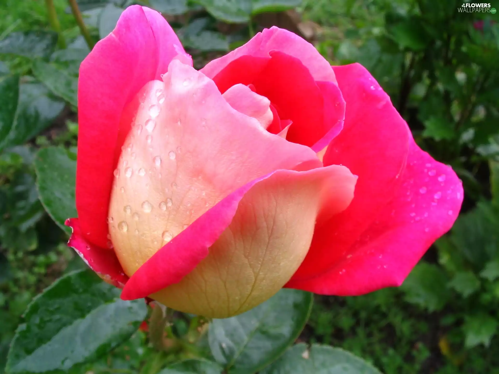 pink, Colourfull Flowers, droplets, Rosy, cream, rose