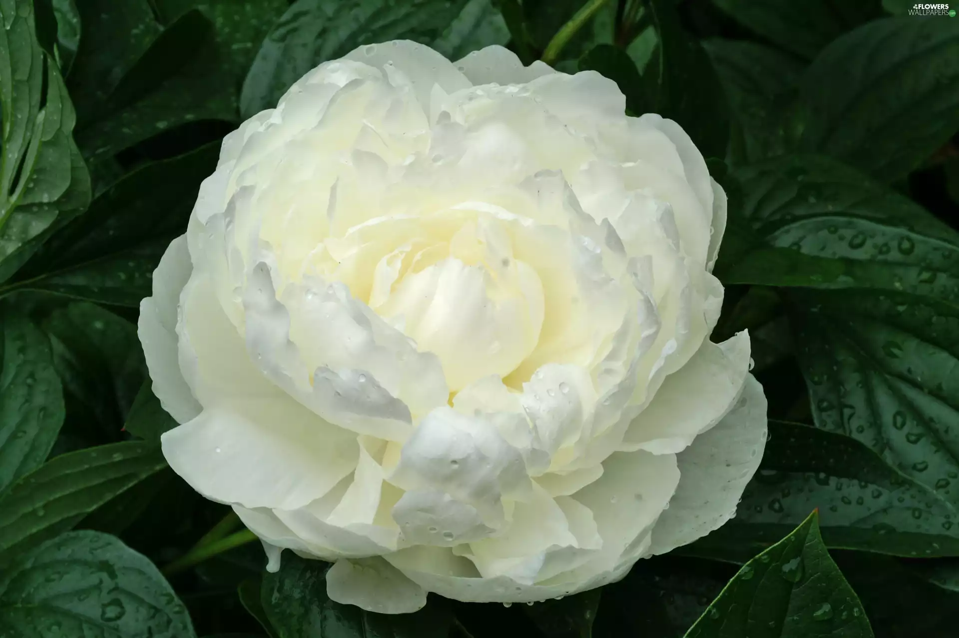 droplets, peony, Leaf