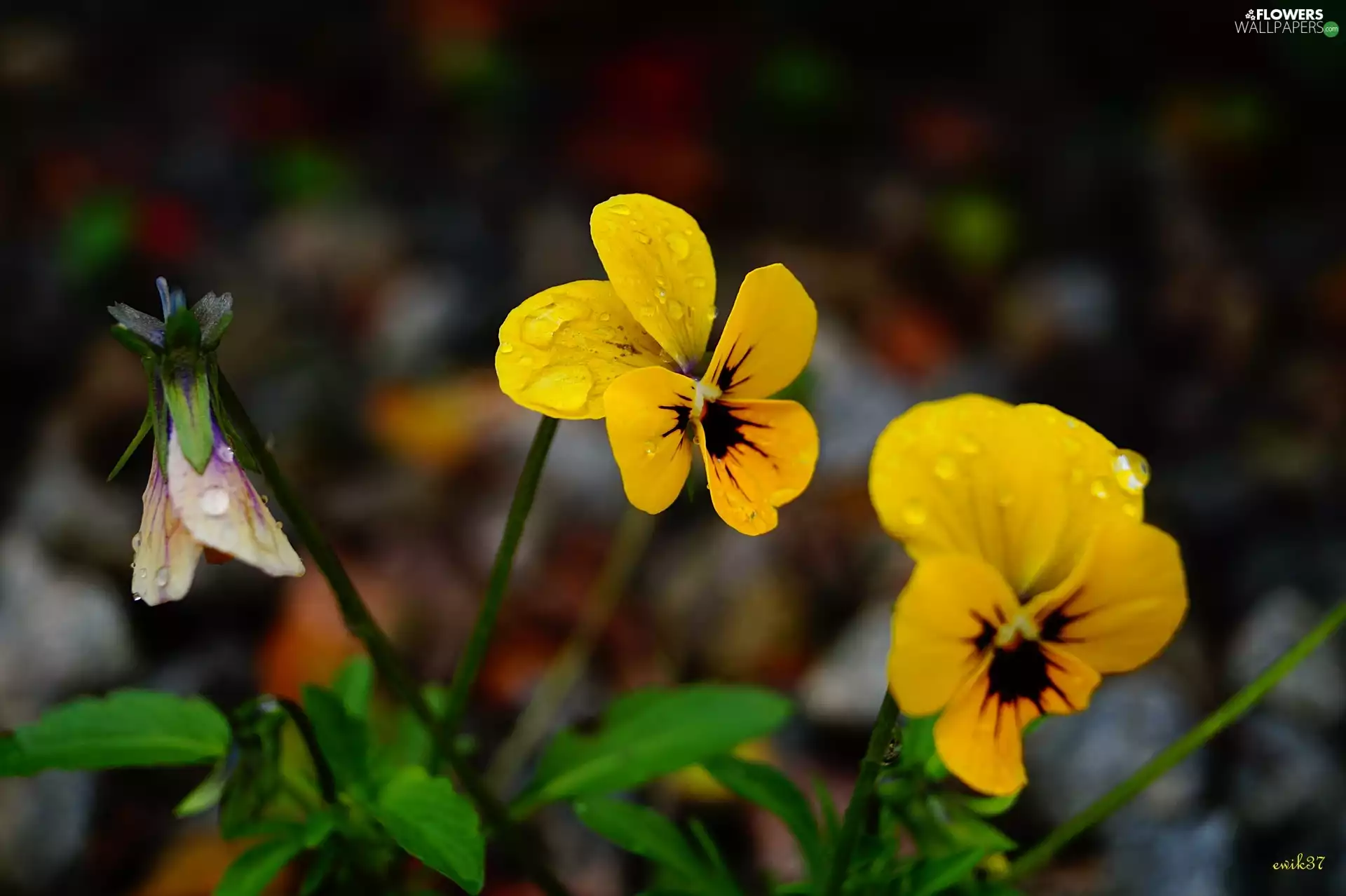droplets, Yellow, pansy