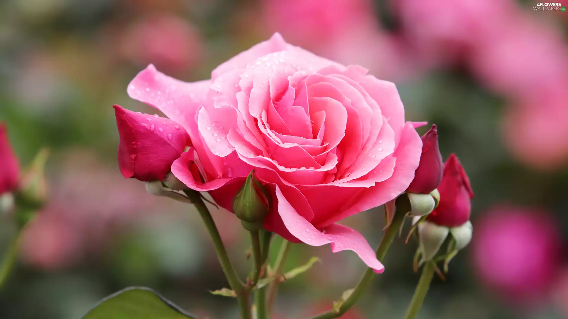 rose, Blossoming, Buds, droplets, flakes, Pink