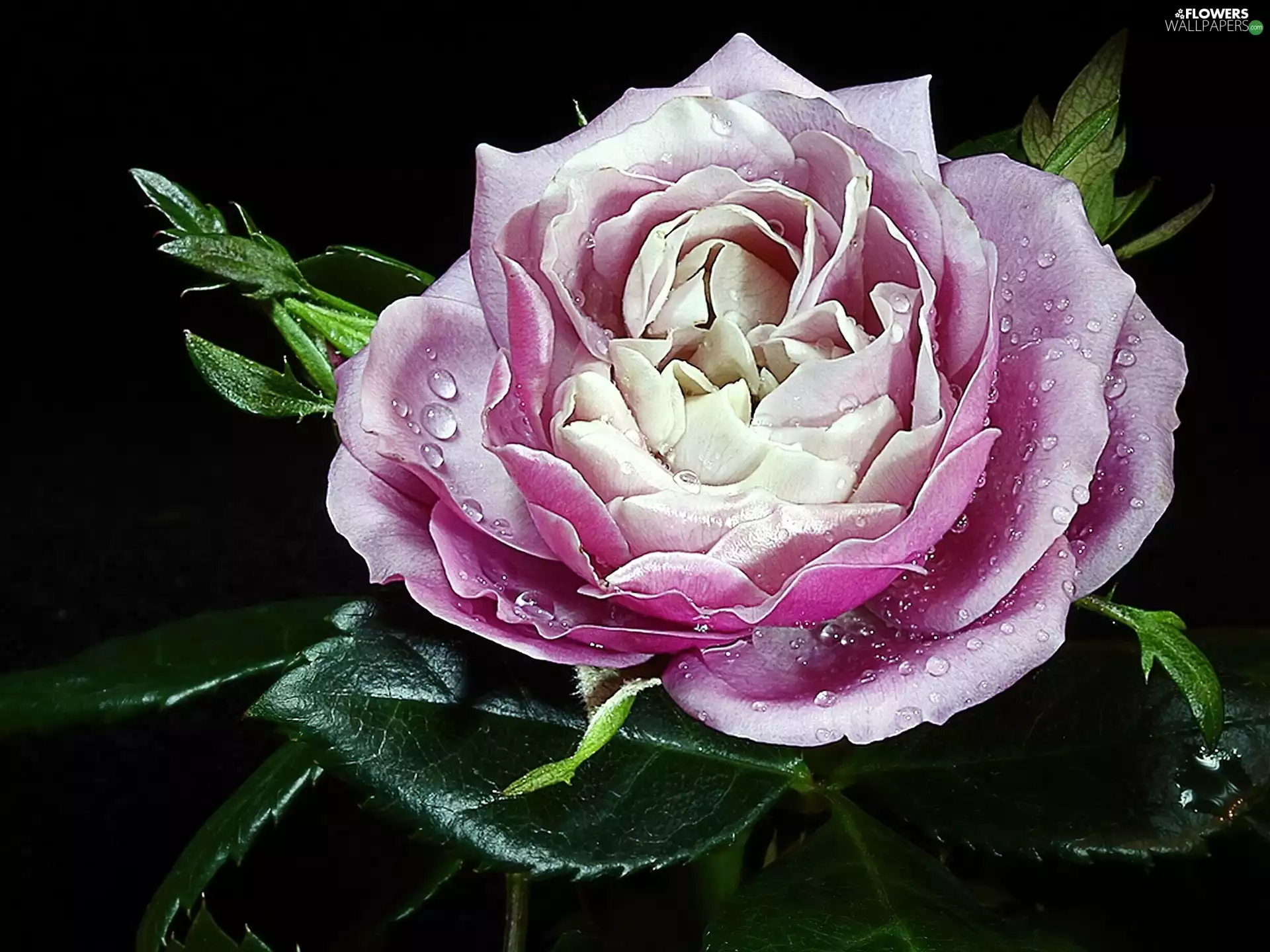 droplets, Beauty, rose
