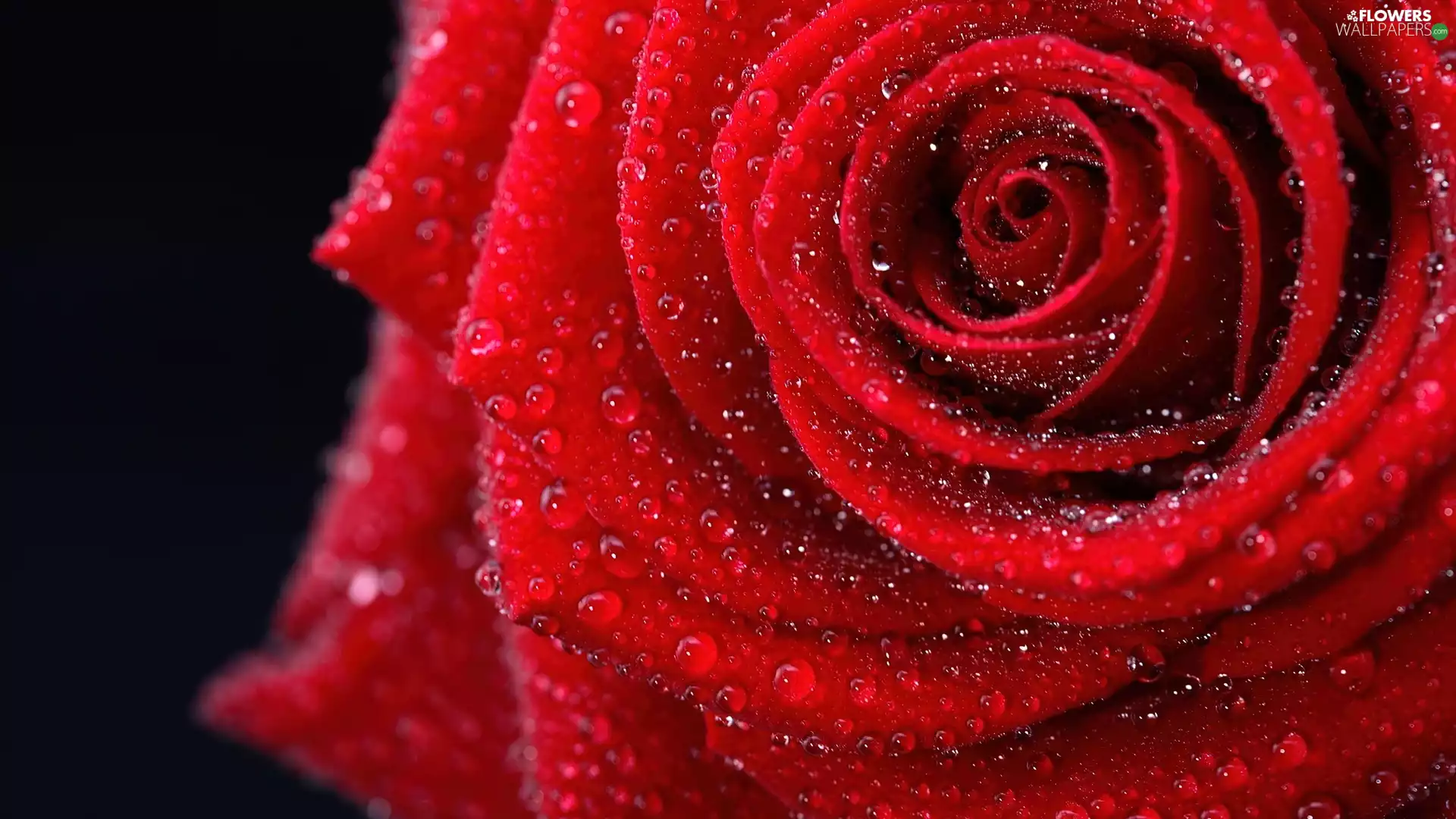 rose, droplets, Rosy, red hot
