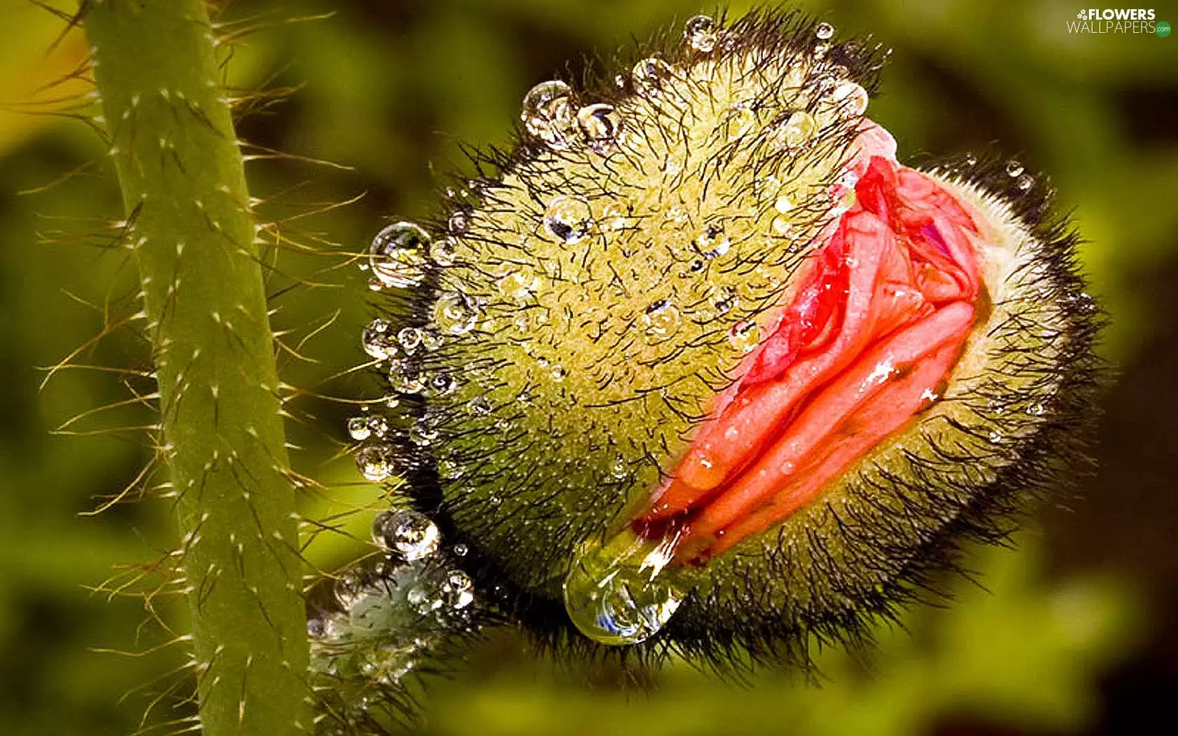 droplets, water, doughnut, poppies, blooming