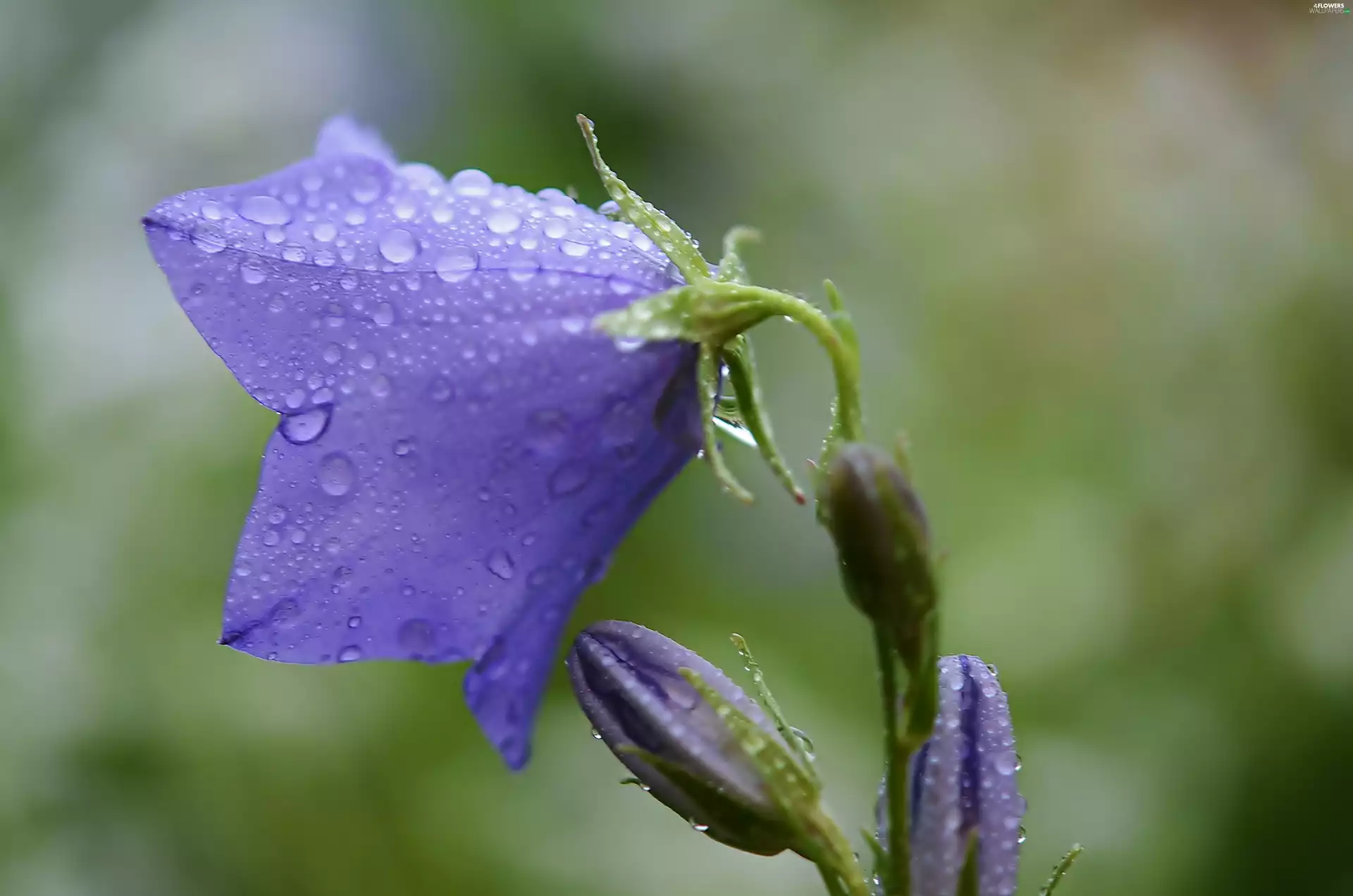 drops, Violet, bell