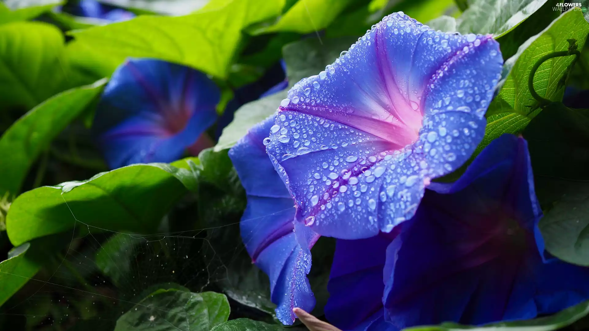 drops, blue, bindweed