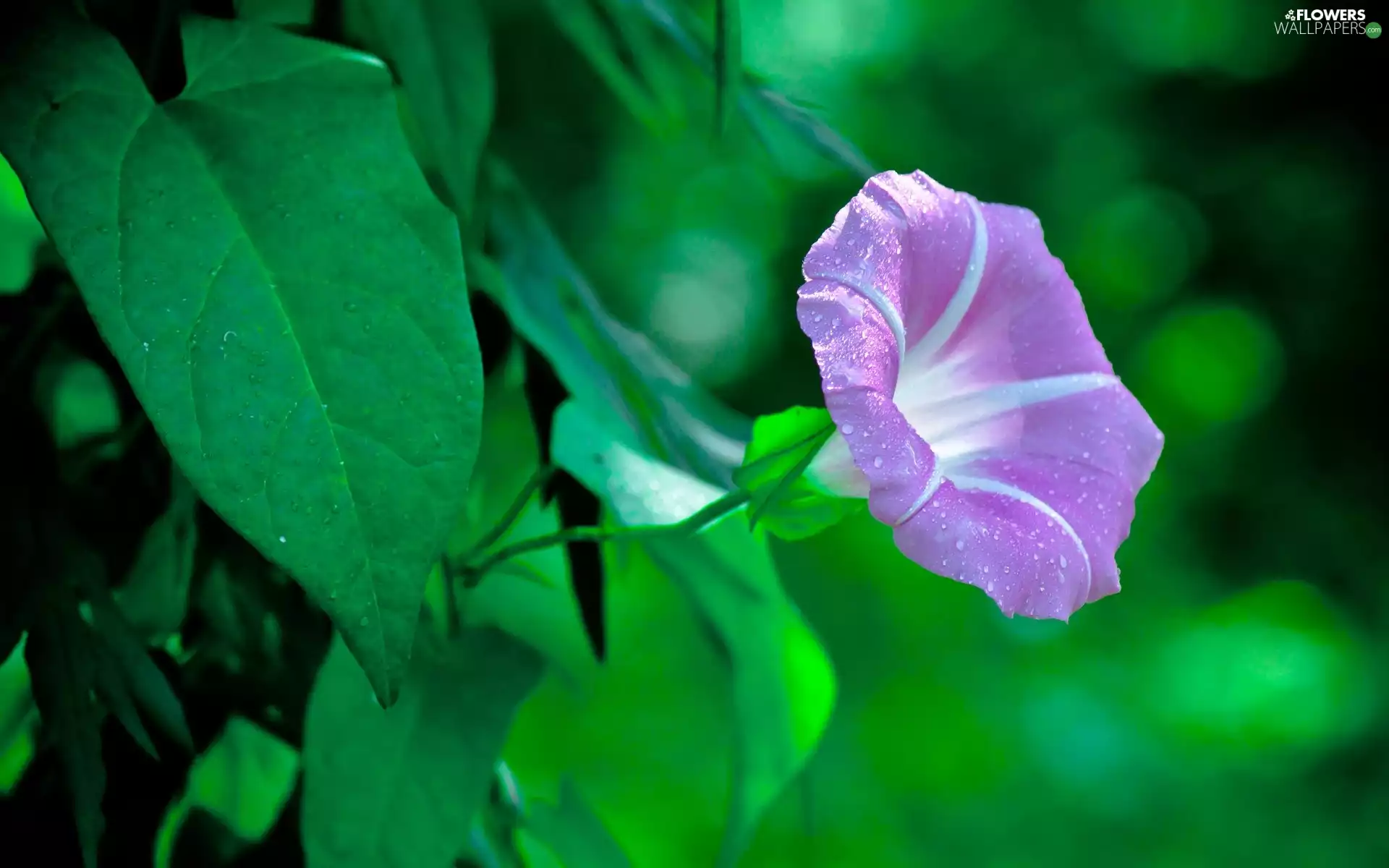 bindweed, rain, Leaf, drops