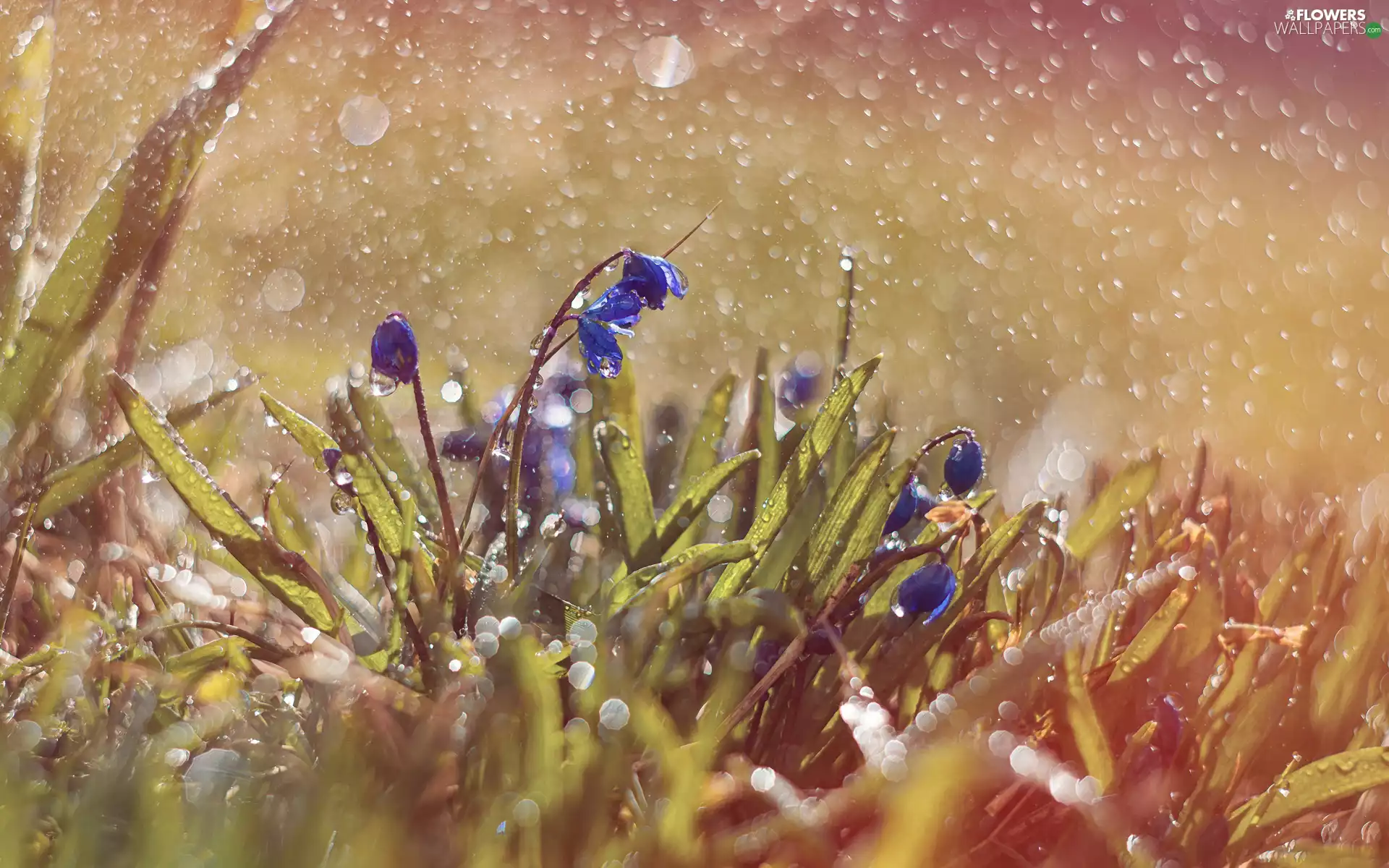 Rain, drops, Blue, squill, Flowers