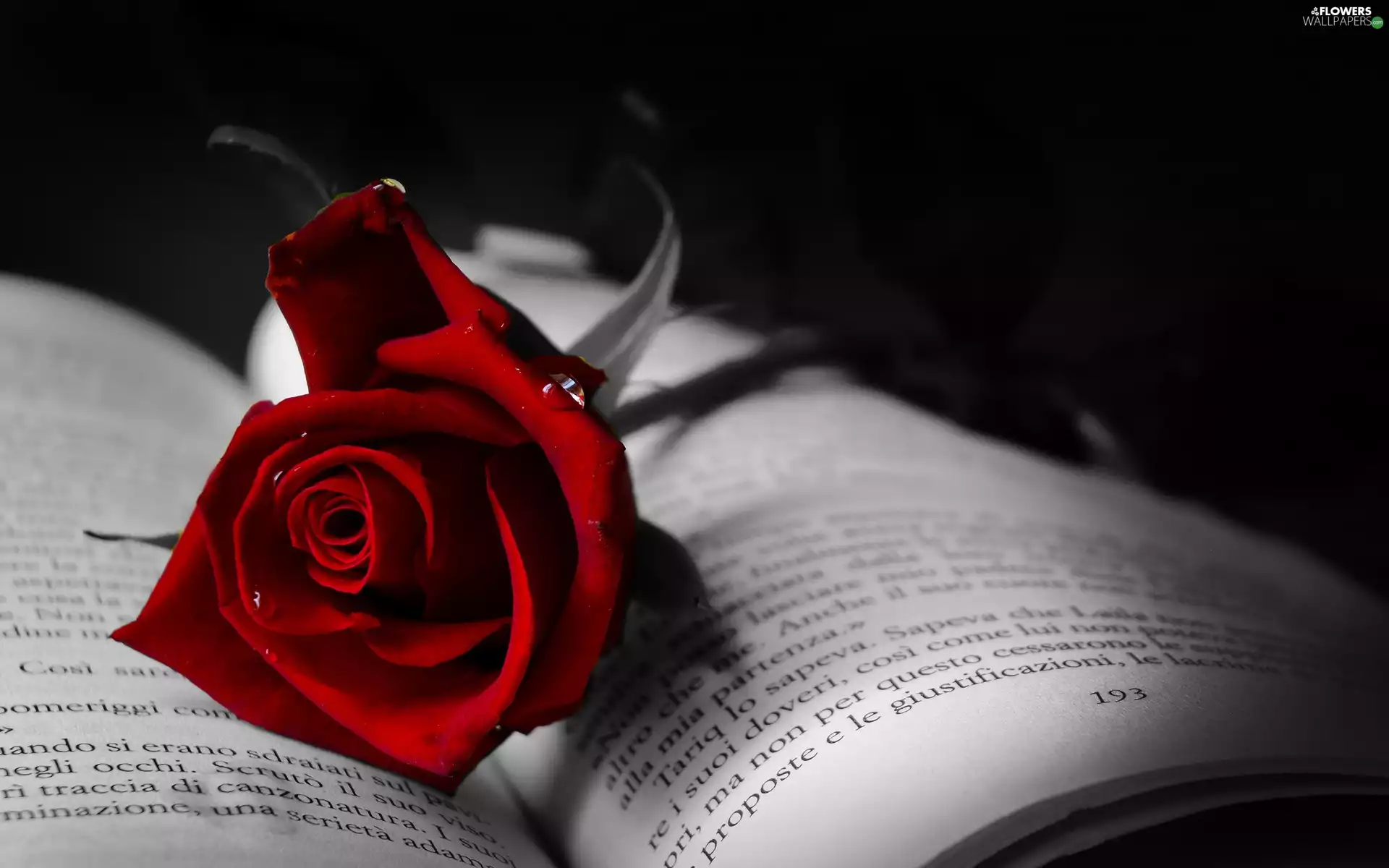 drops, rose, Book