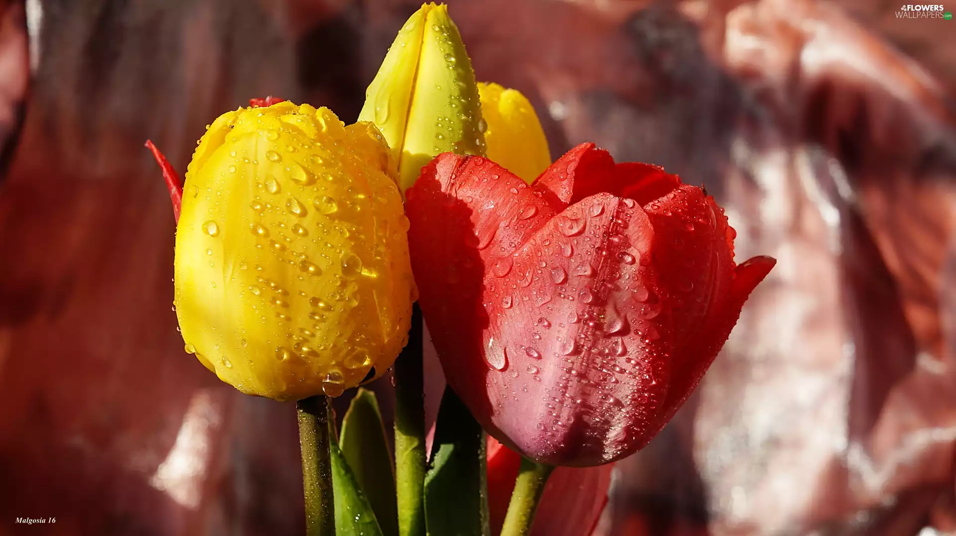 Tulips, drops, bouquet, color, Flowers
