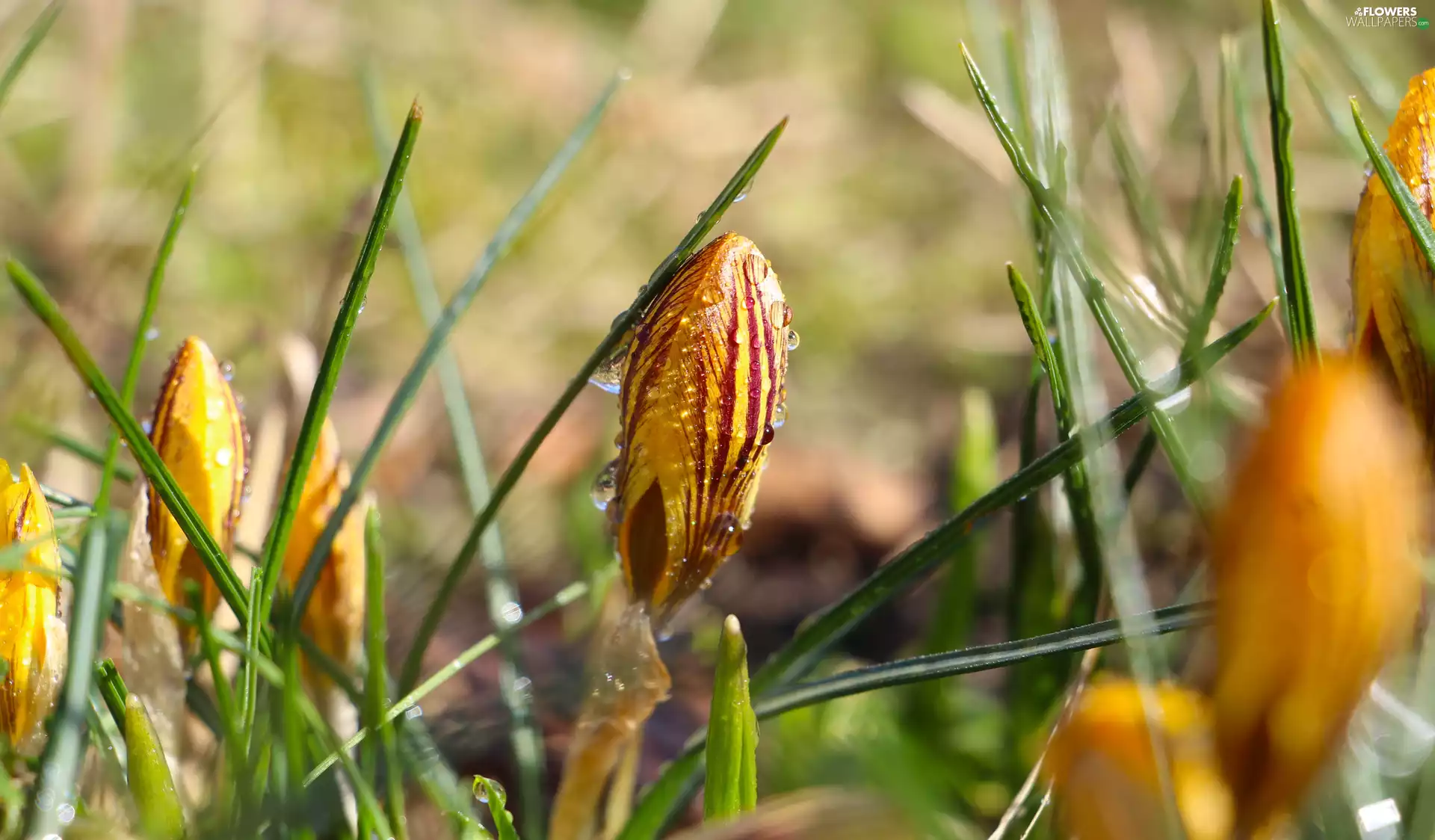 drops, crocus, bud