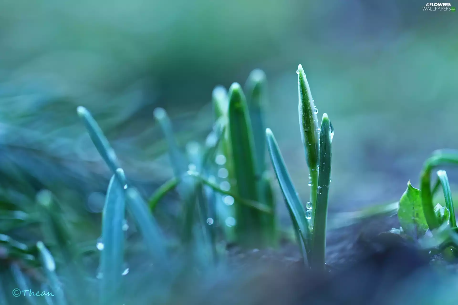 drops, snowdrops, Buds