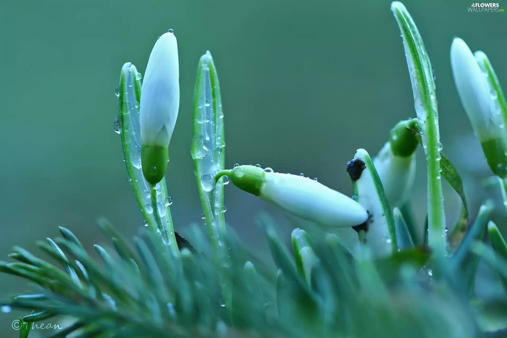 drops, snowdrops, Buds