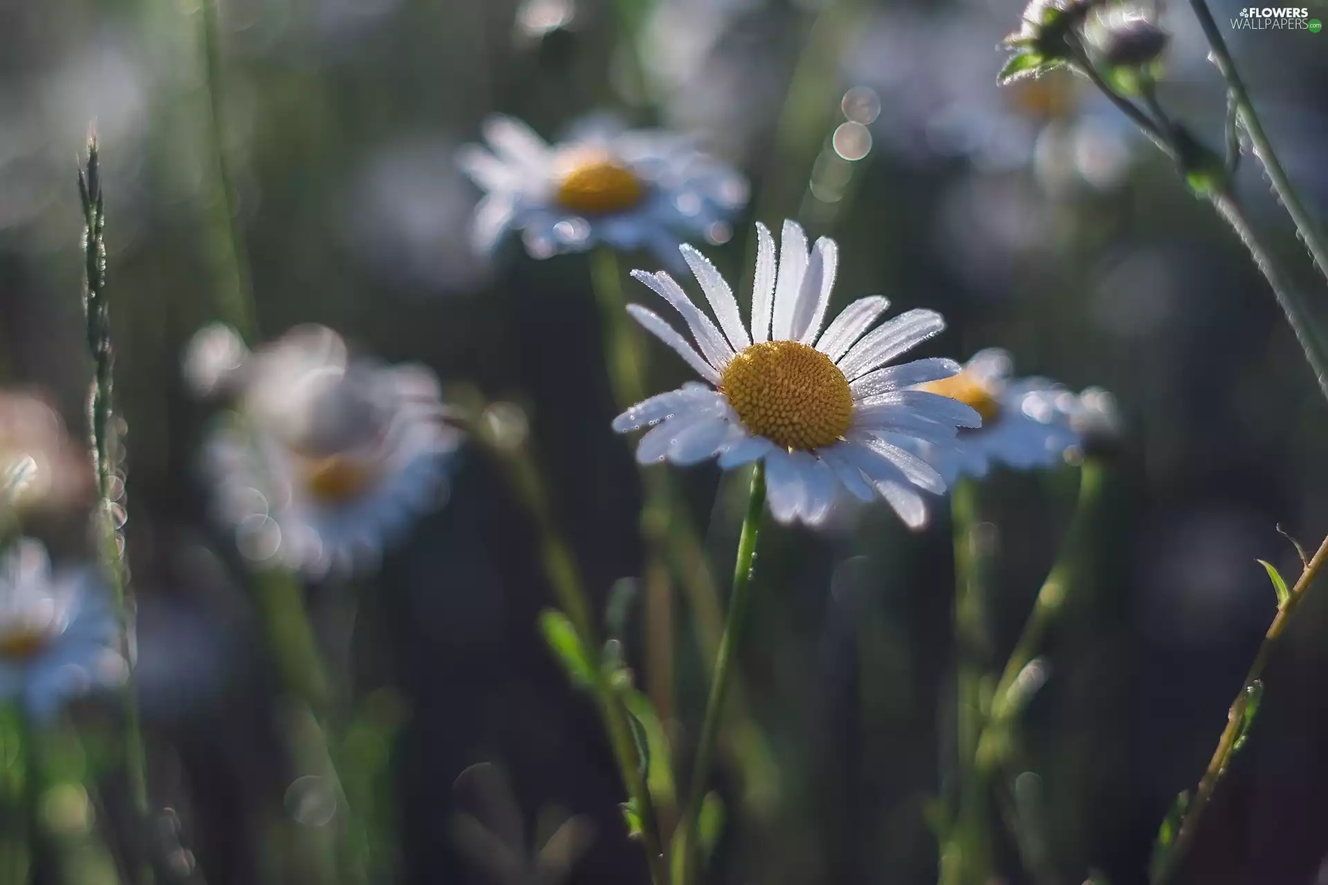 drops, Flowers, chamomile