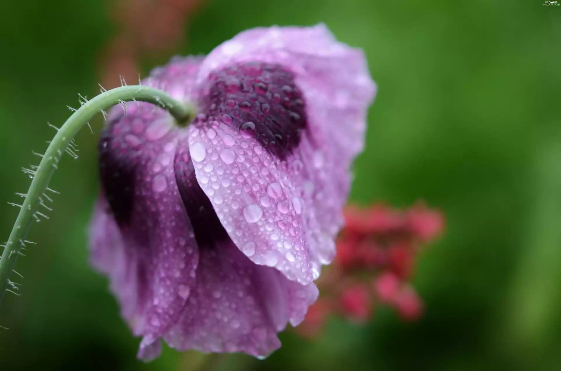 Violet, drops, Close, red weed