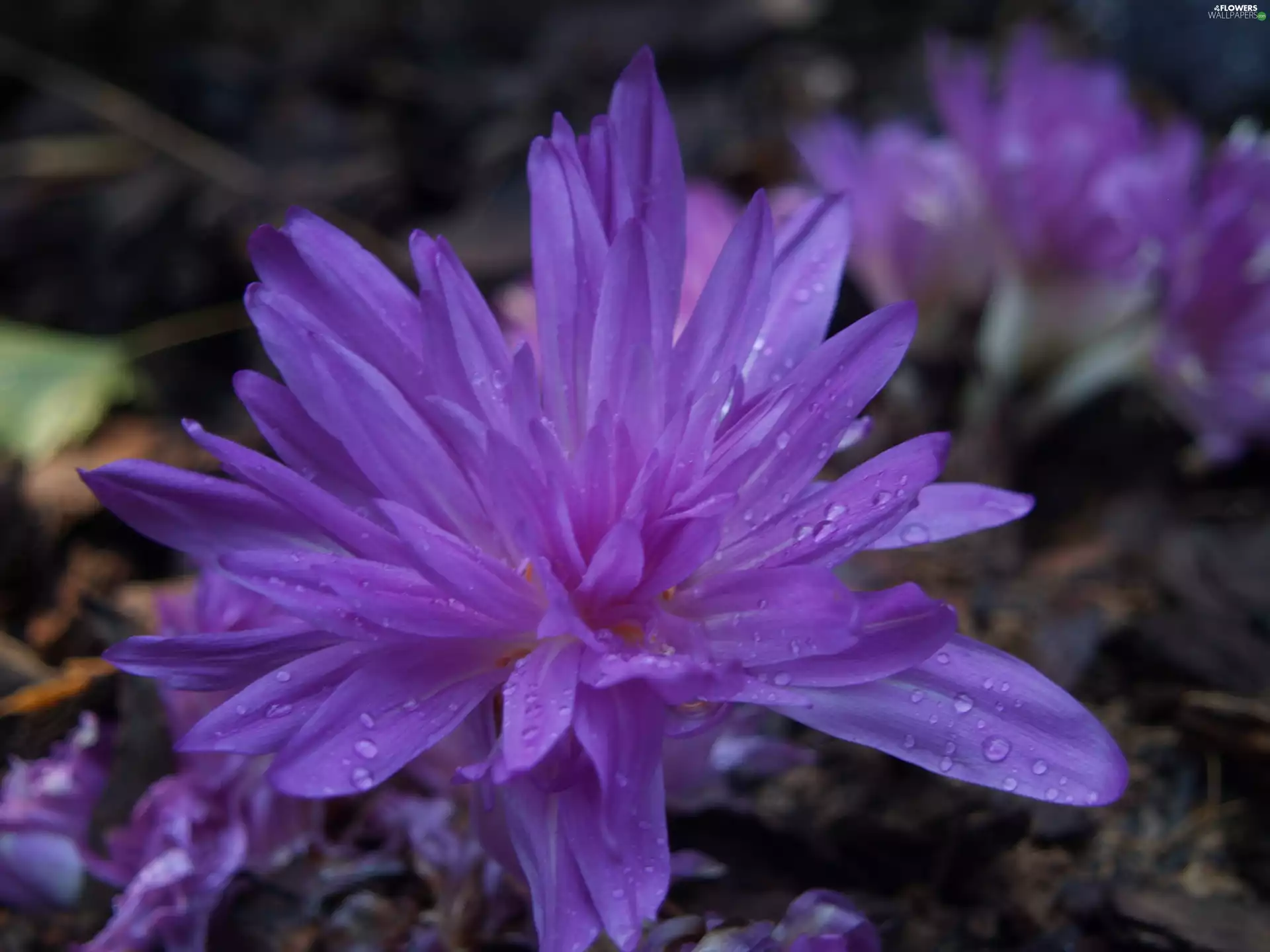 colchicum, drops