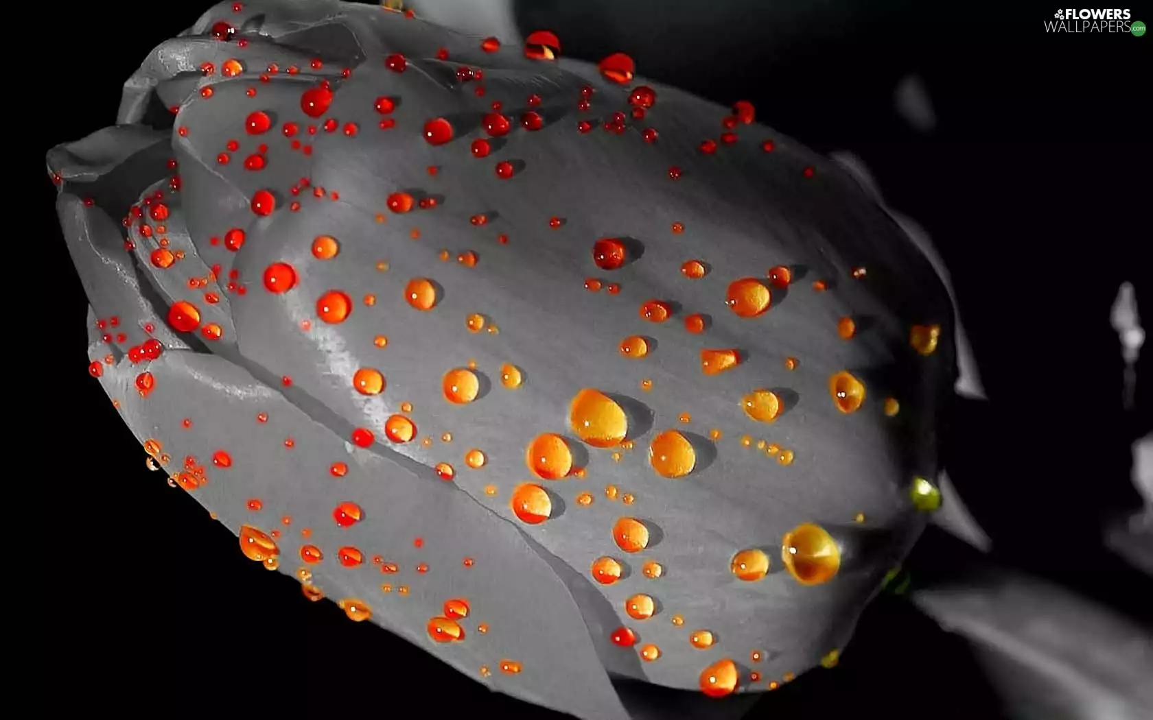 drops, tulip, color