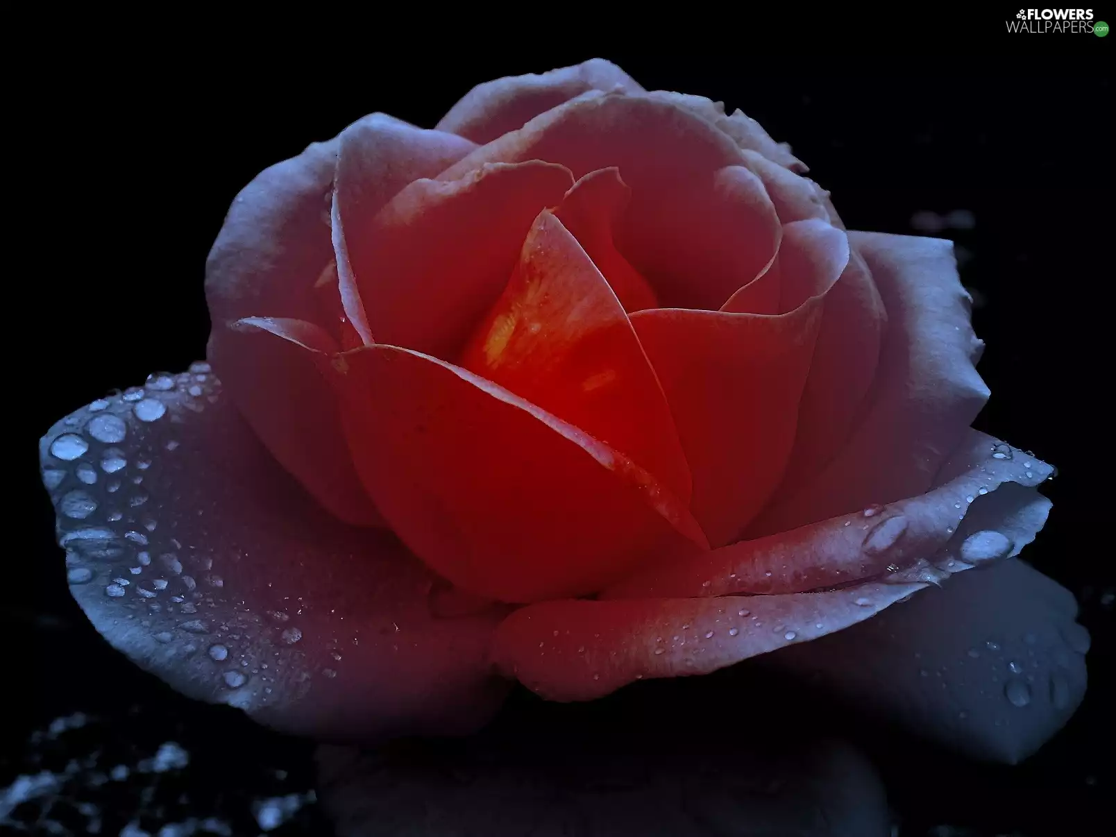 drops, water, Colourfull Flowers, rose, nature