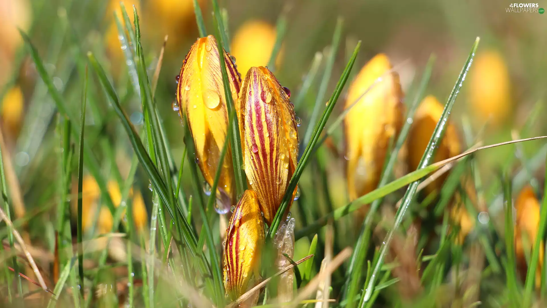 drops, bud, crocus