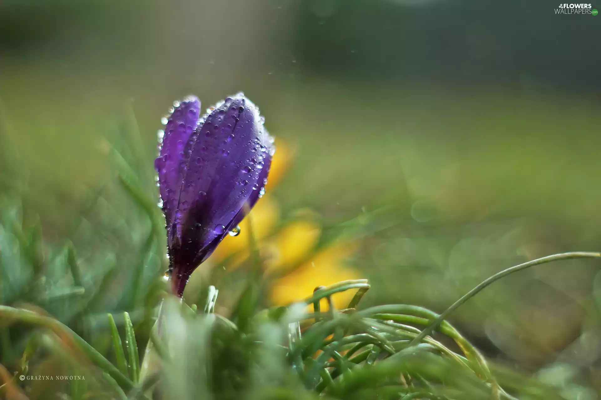 crocus, Colourfull Flowers, drops, Violet