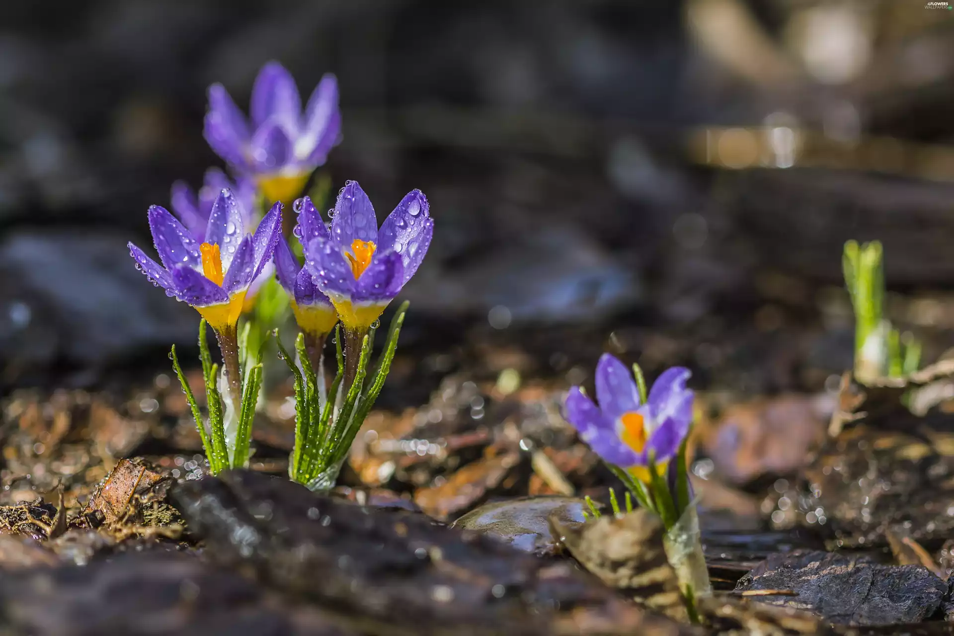 drops, Flowers, crocuses
