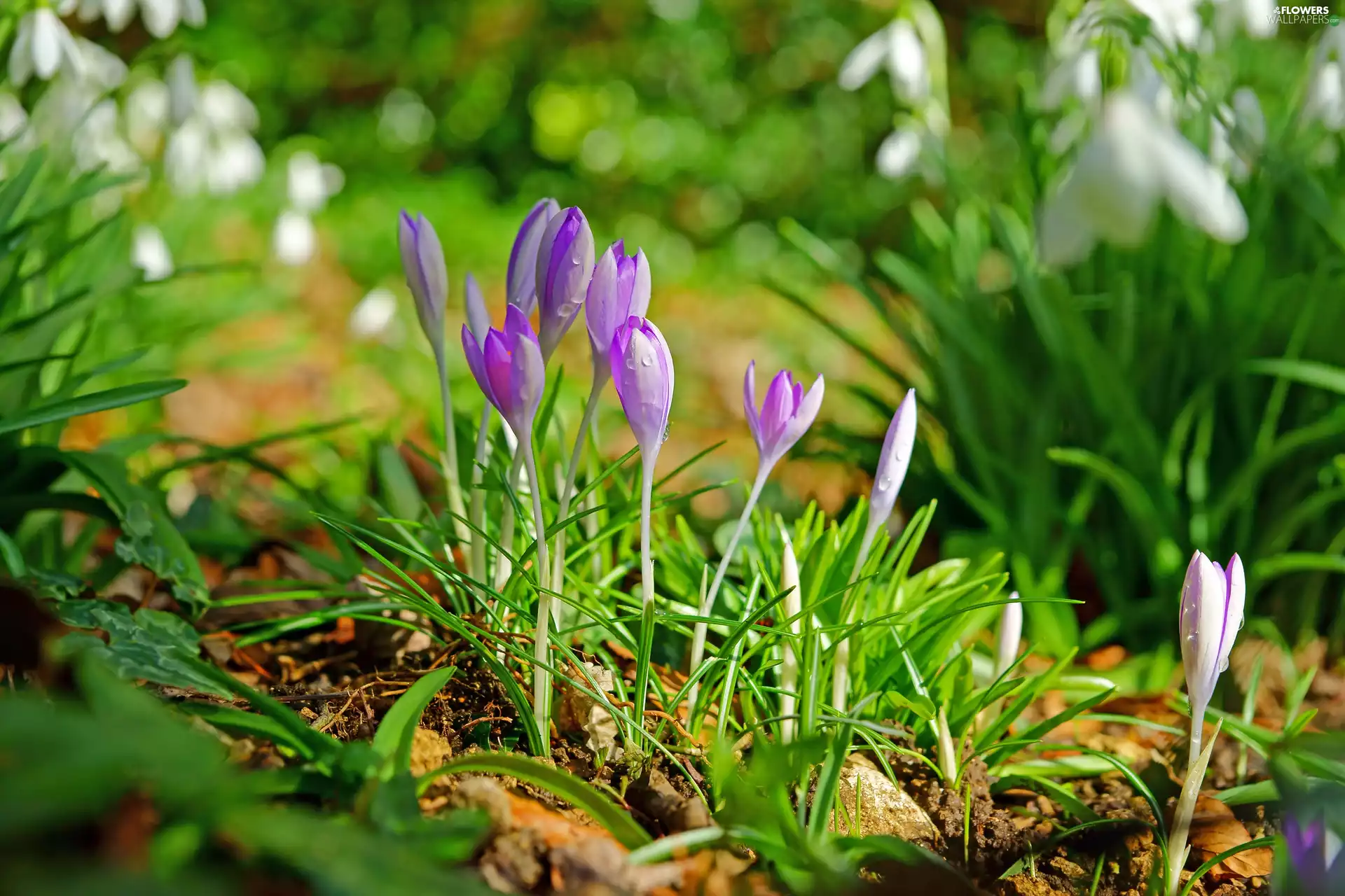 crocuses, snowdrops, Spring, drops