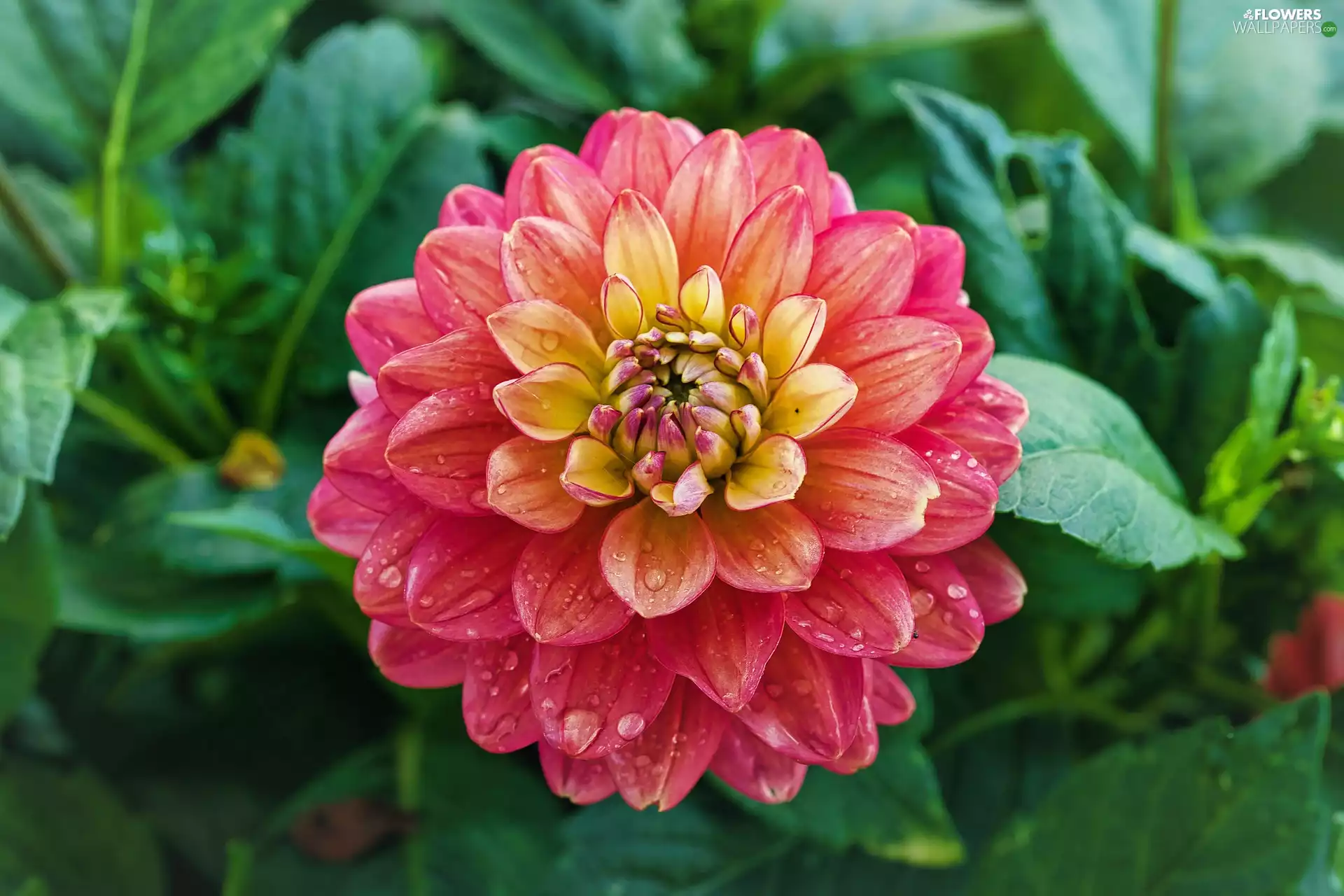 drops, Blooming, Dalia