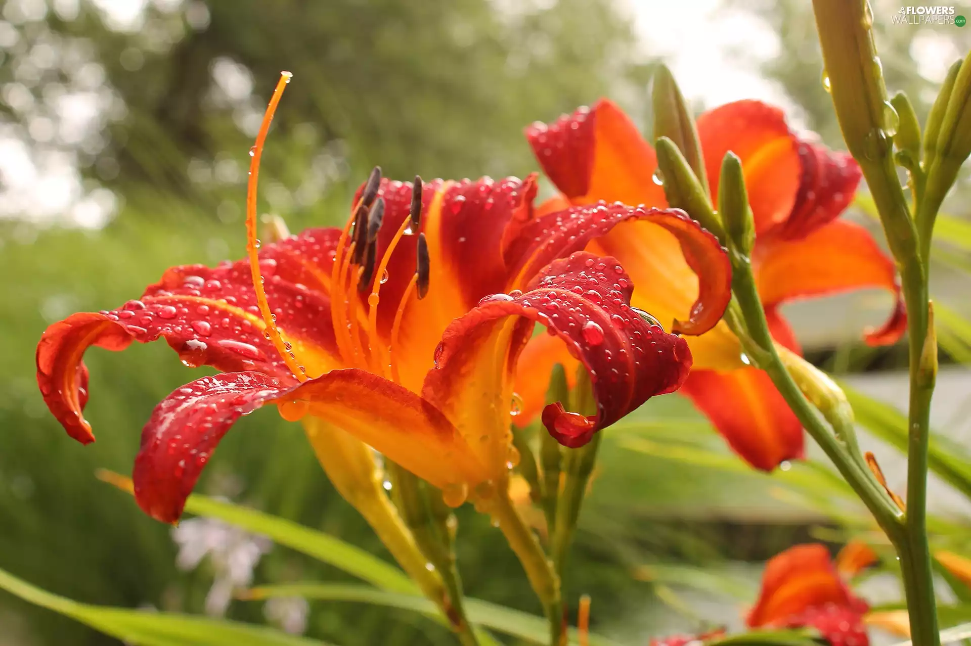 drops, Red, Daylilies