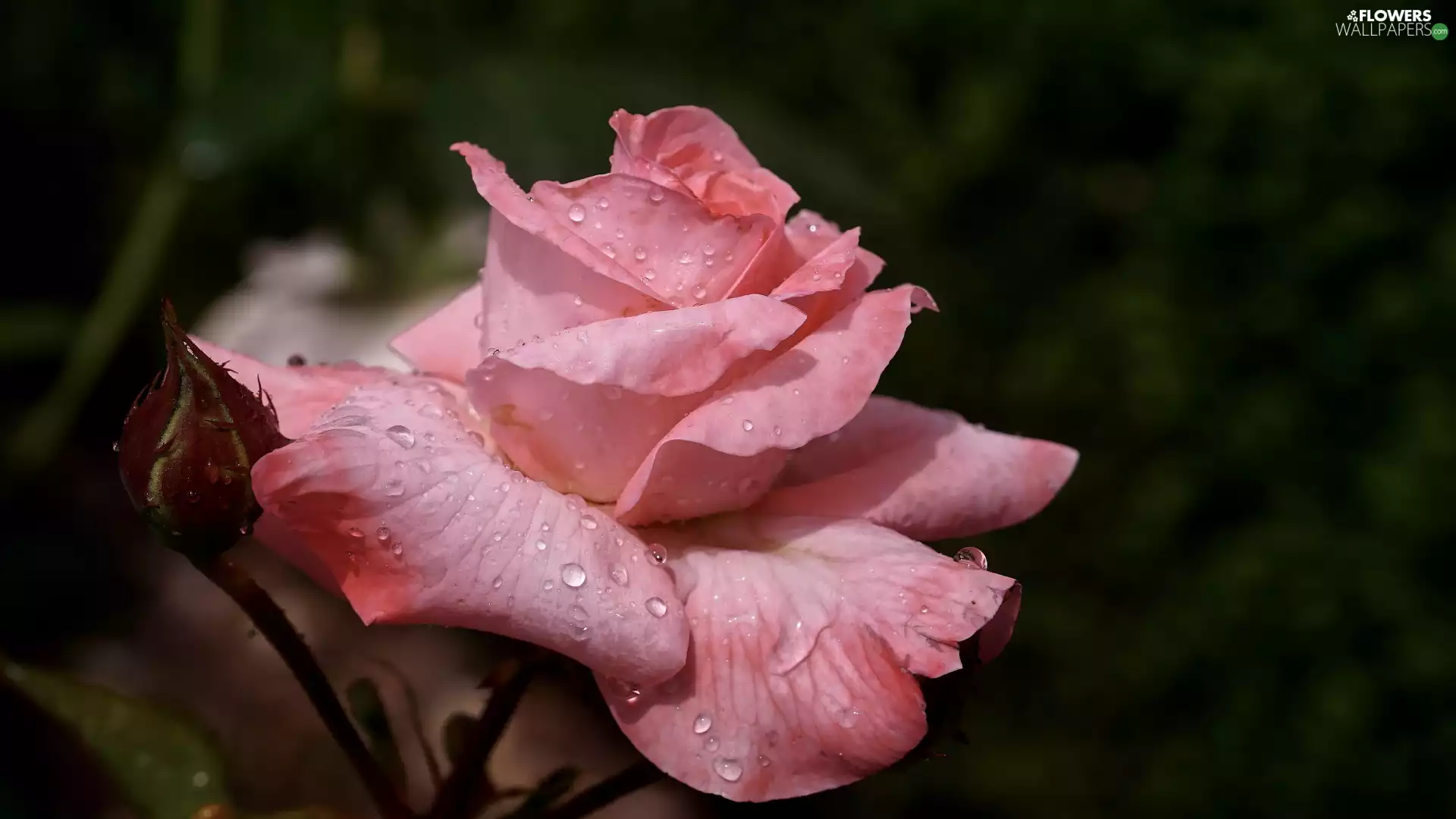 rose, drops, developed, WET, Pink