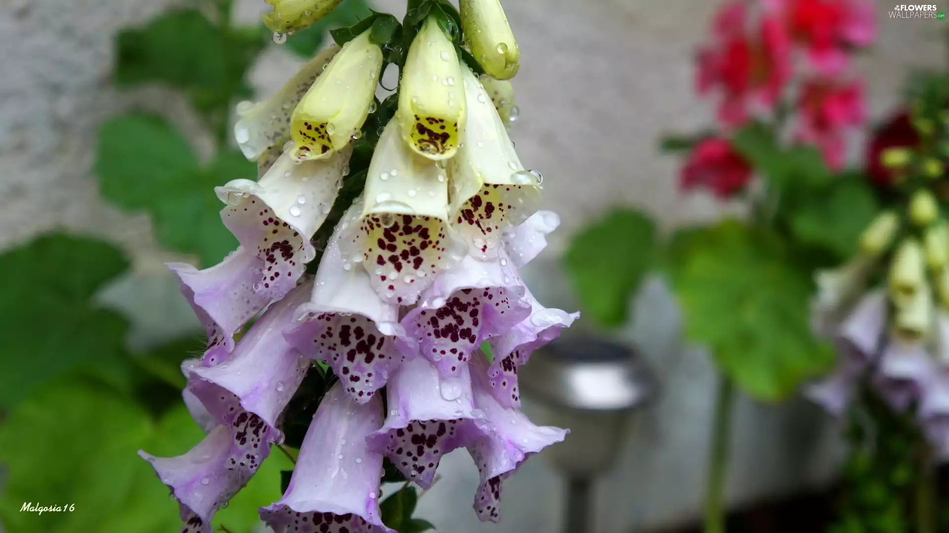 dew, Purple Foxglove, drops