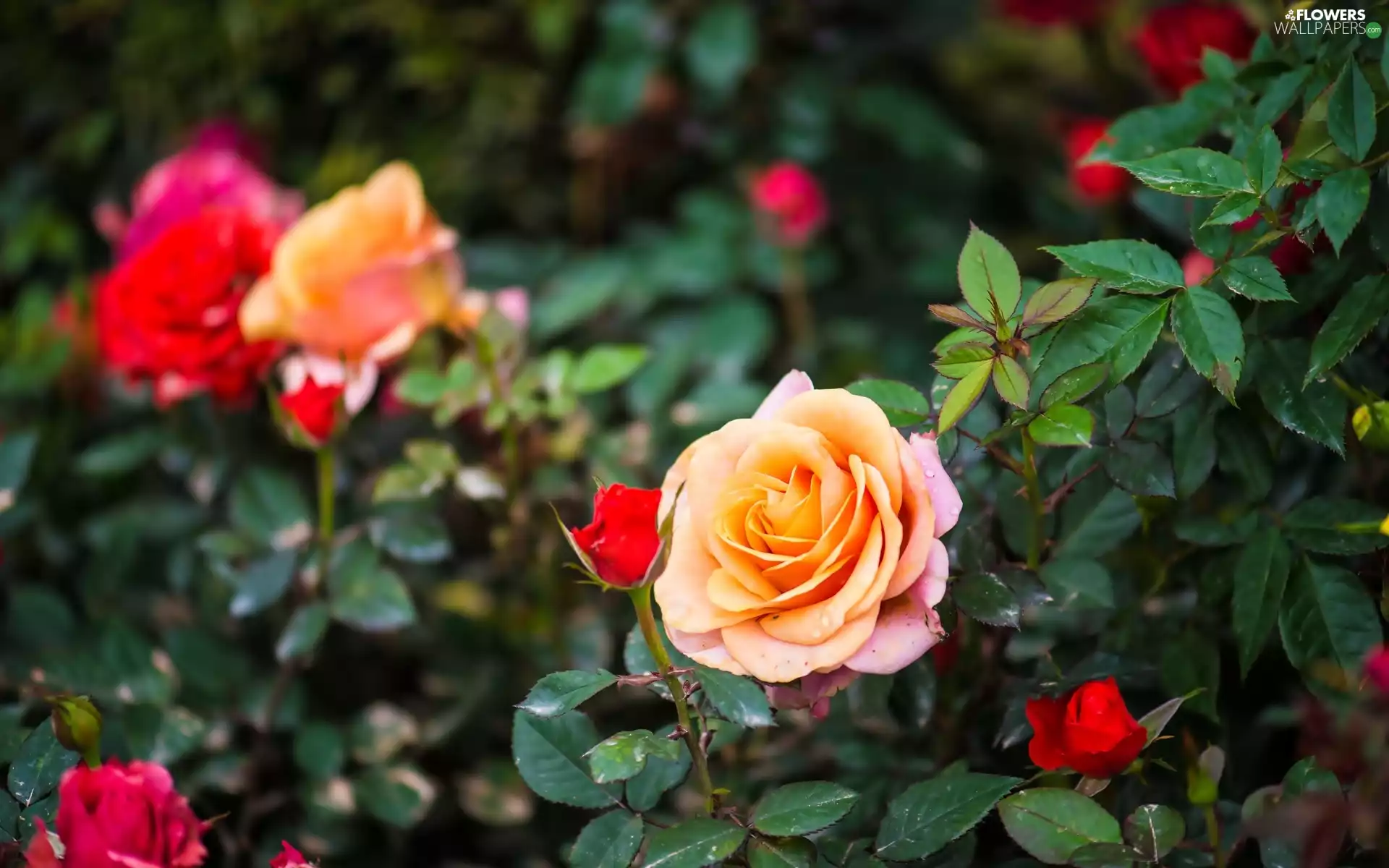 drops, roses, donuts