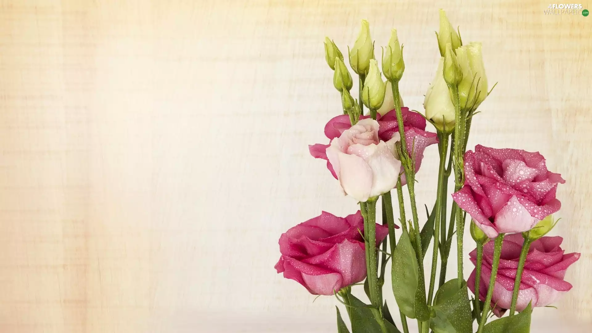 drops, Flowers, Eustoma