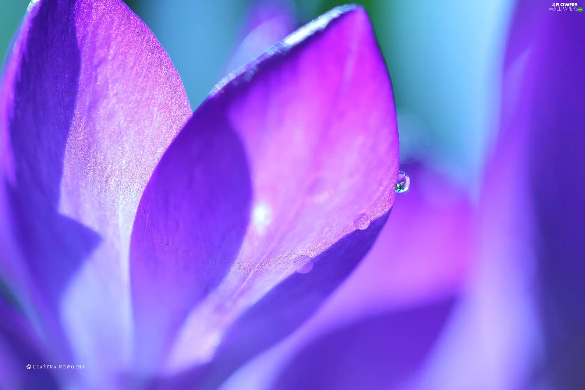 drops, crocus, flakes