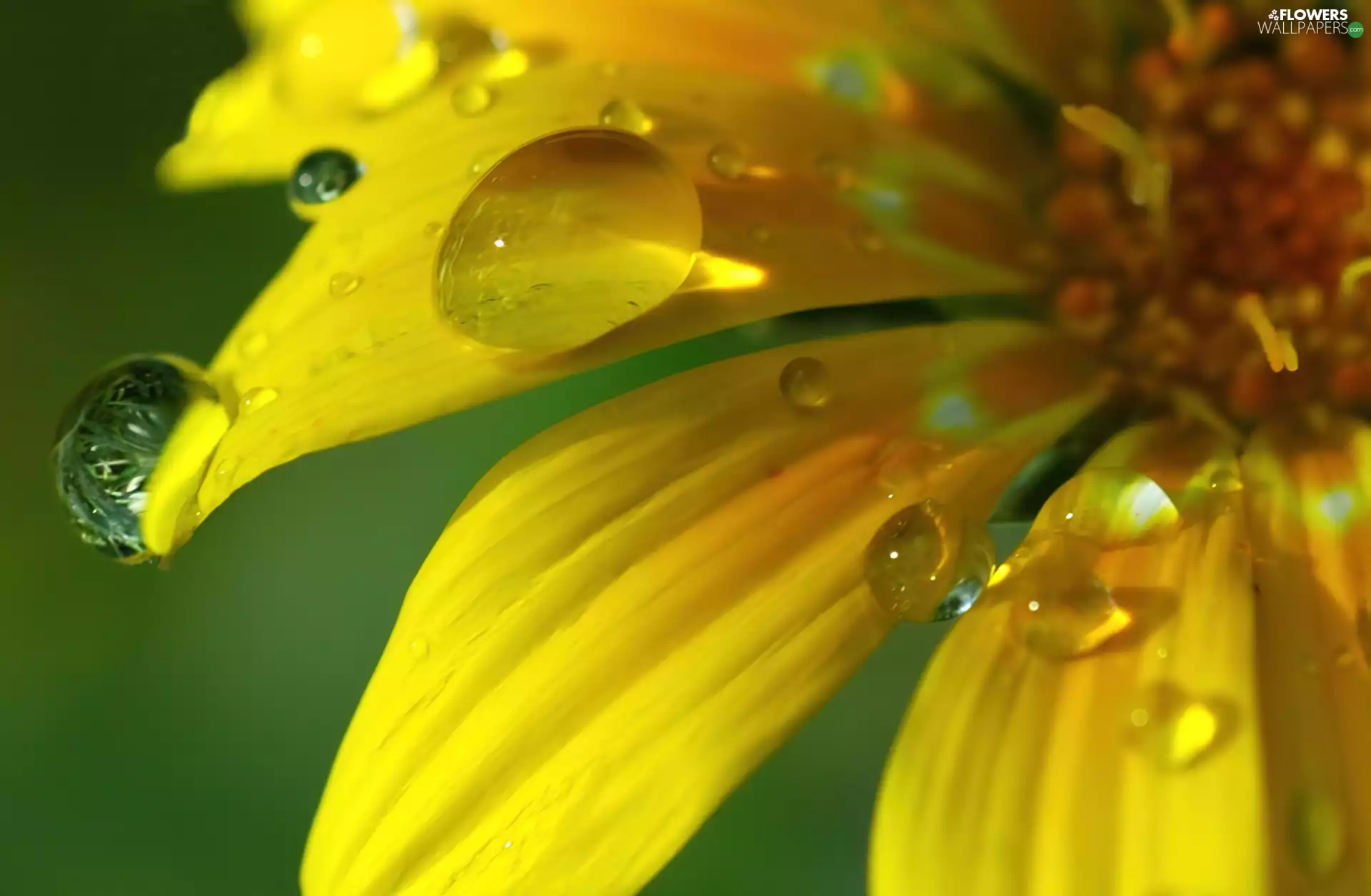 drops, Yellow, flakes